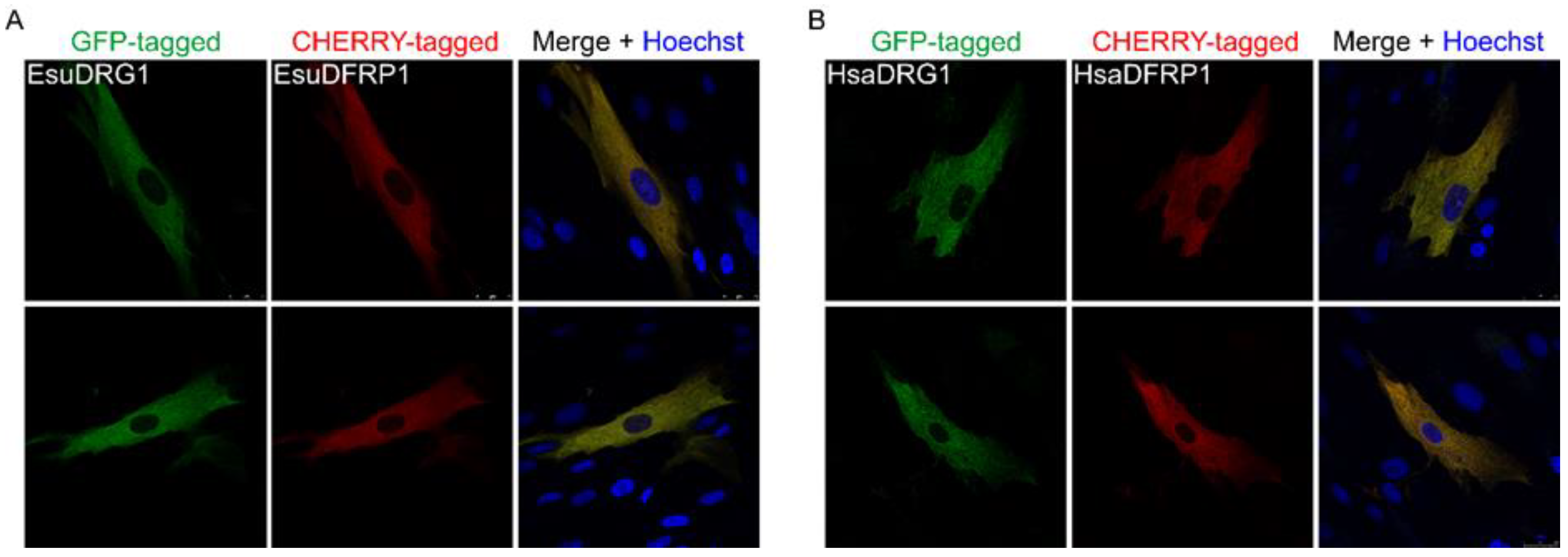 Marinedrugs 21 00119 g010 Marinedrugs 21 00119 g010