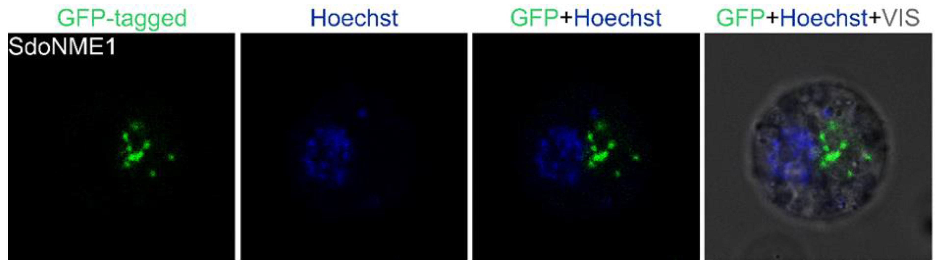 Marinedrugs 21 00119 g0a1 Marinedrugs 21 00119 g0a1