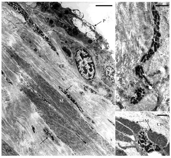 Marine Drugs Free Full Text Morphological Physiological And