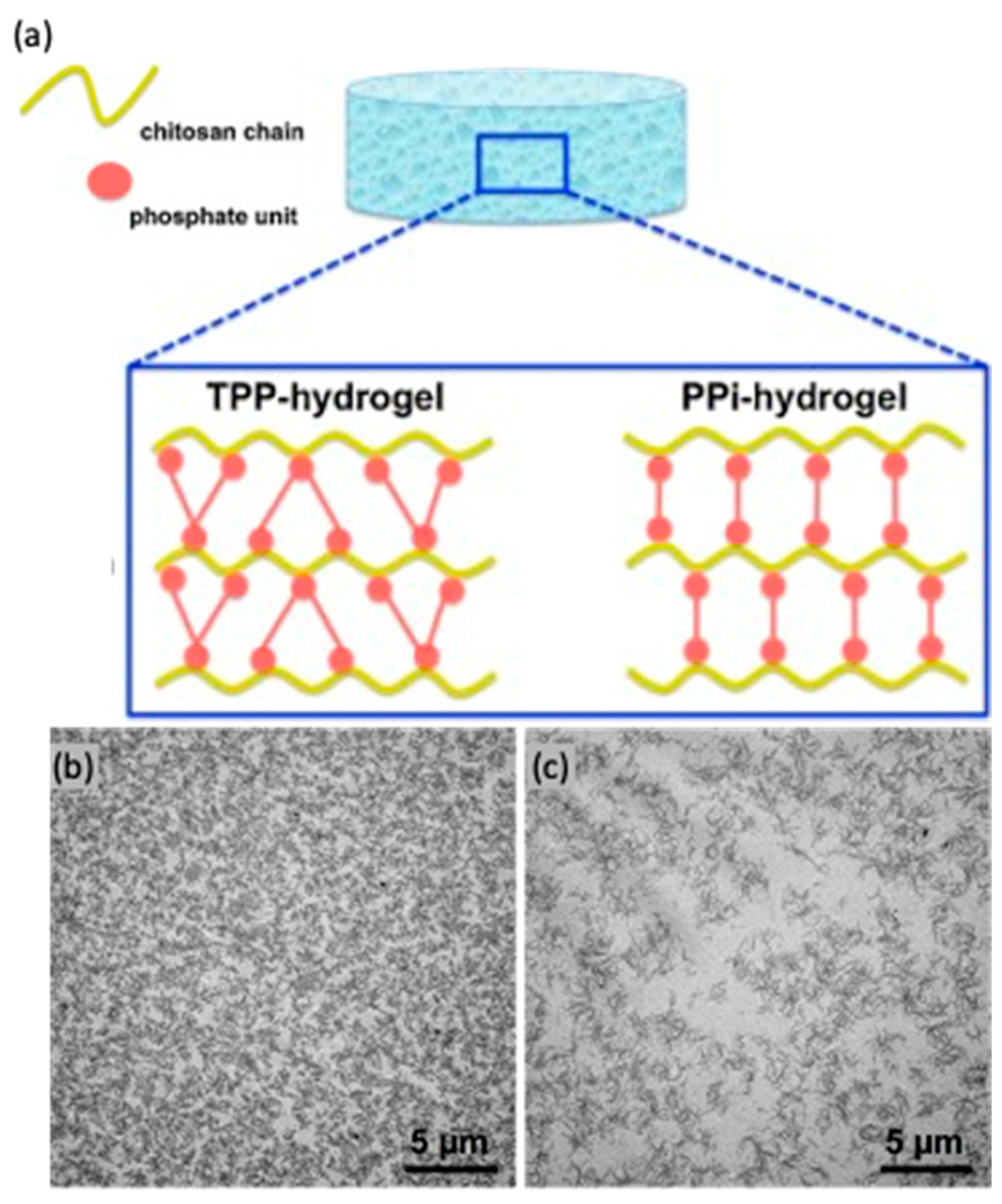 Marinedrugs 21 00147 g006 Marinedrugs 21 00147 g006