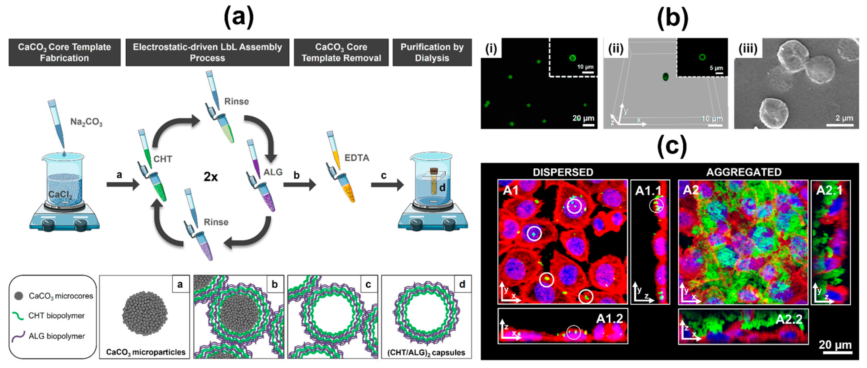 Marinedrugs 21 00147 g017 Marinedrugs 21 00147 g017