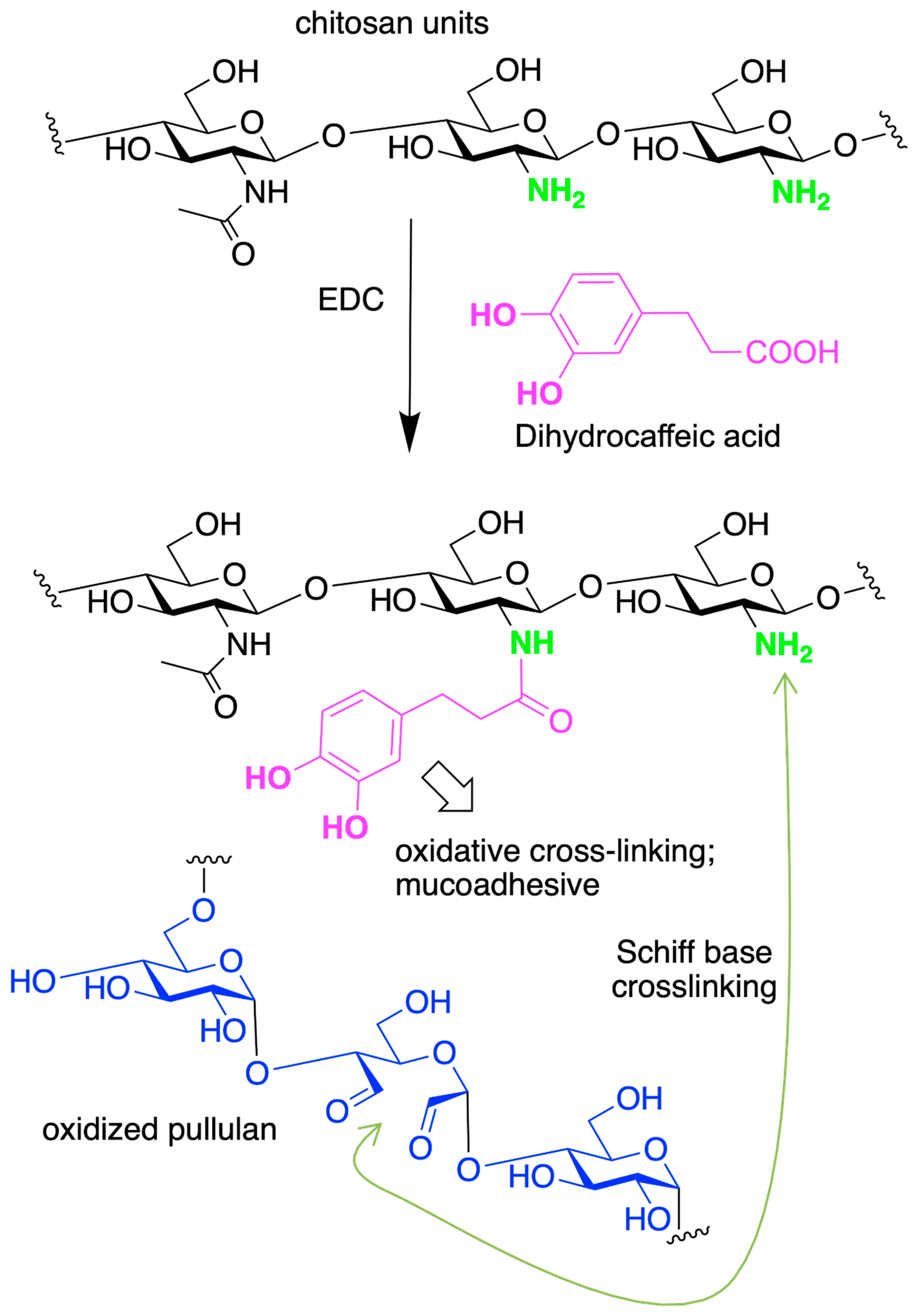 Marinedrugs 21 00147 sch011 Marinedrugs 21 00147 sch011