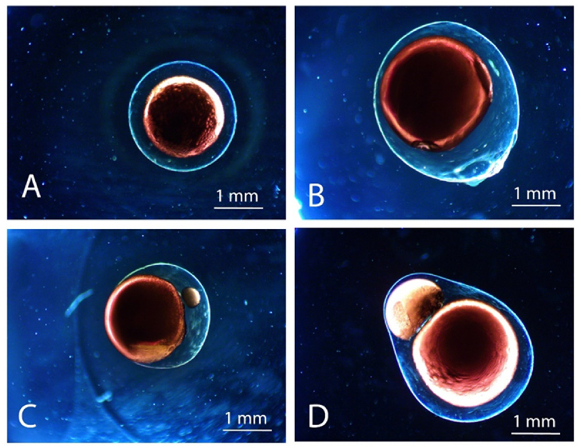 Marinedrugs 21 00235 g003 Marinedrugs 21 00235 g003