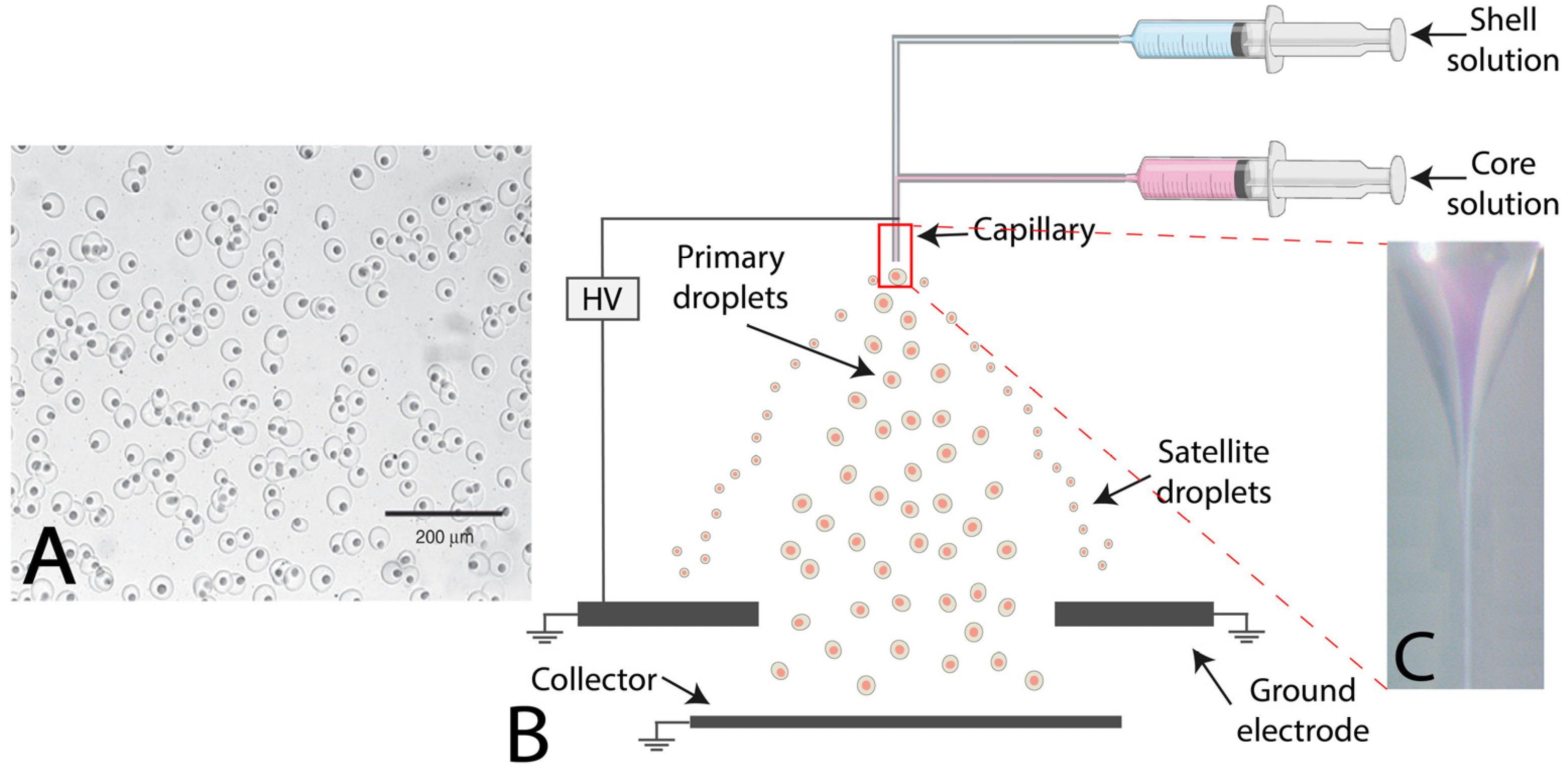 Marinedrugs 21 00235 g008 Marinedrugs 21 00235 g008