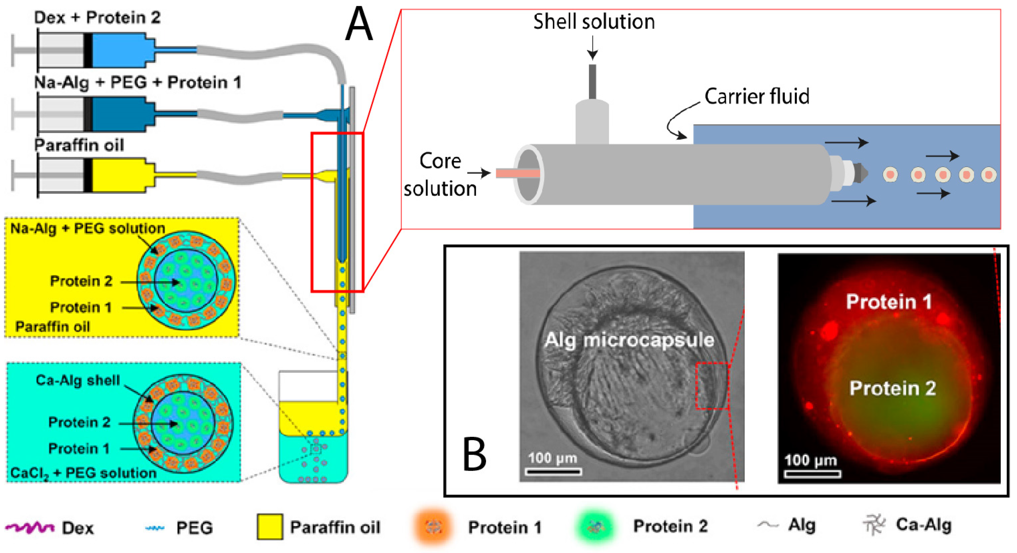 Marinedrugs 21 00235 g009 Marinedrugs 21 00235 g009