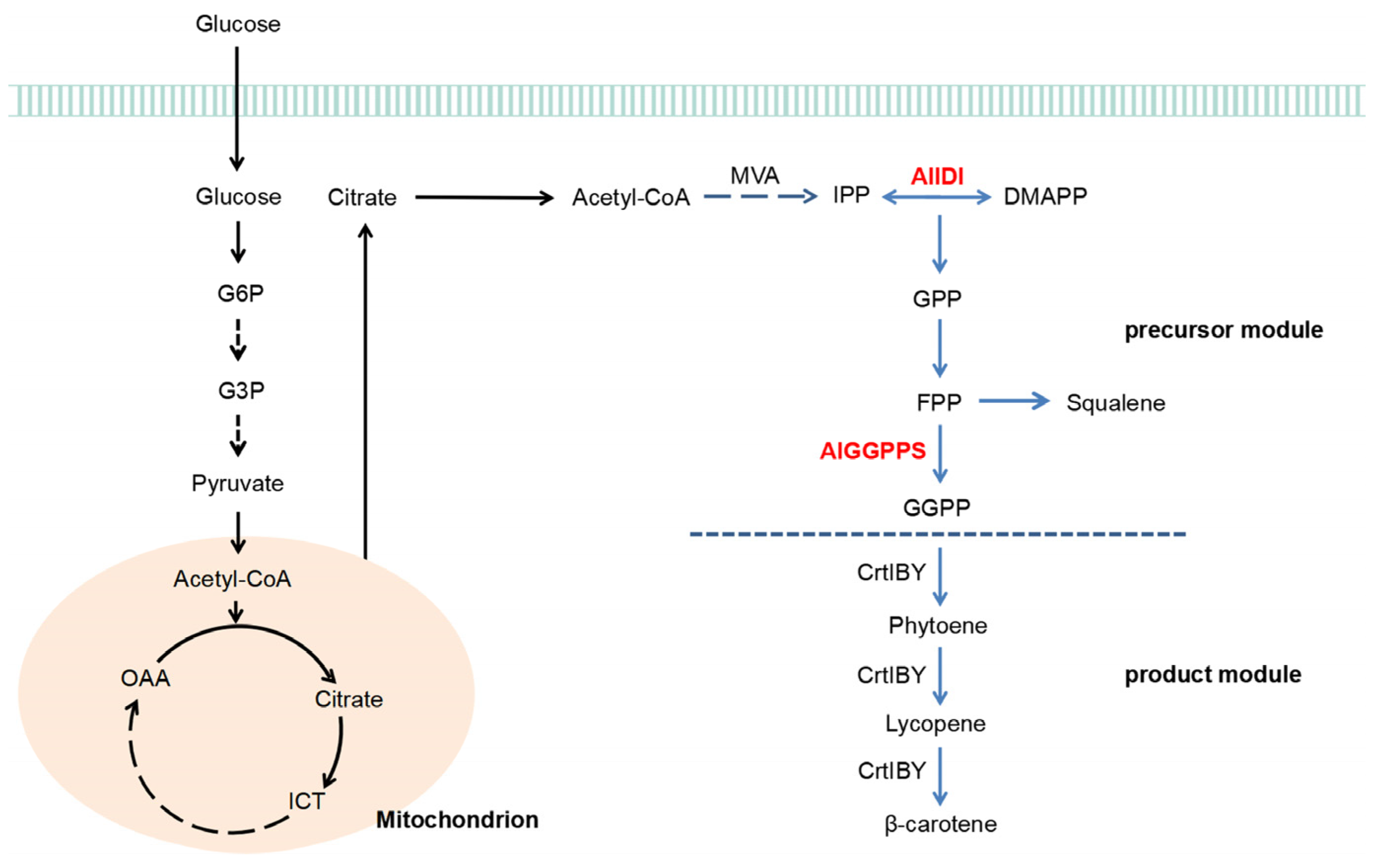 Marinedrugs 21 00249 g007 Marinedrugs 21 00249 g007