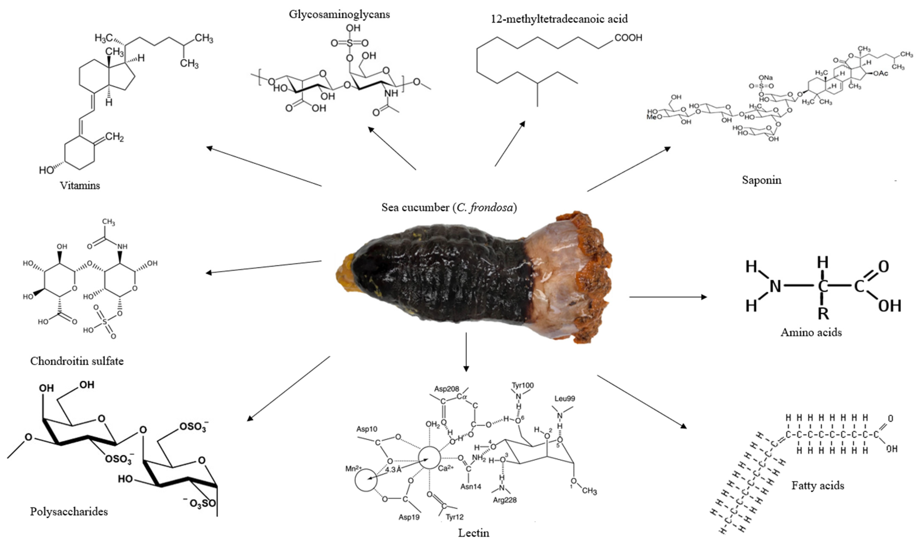 Marine Drugs Free FullText Saponins of North Atlantic Sea Cucumber