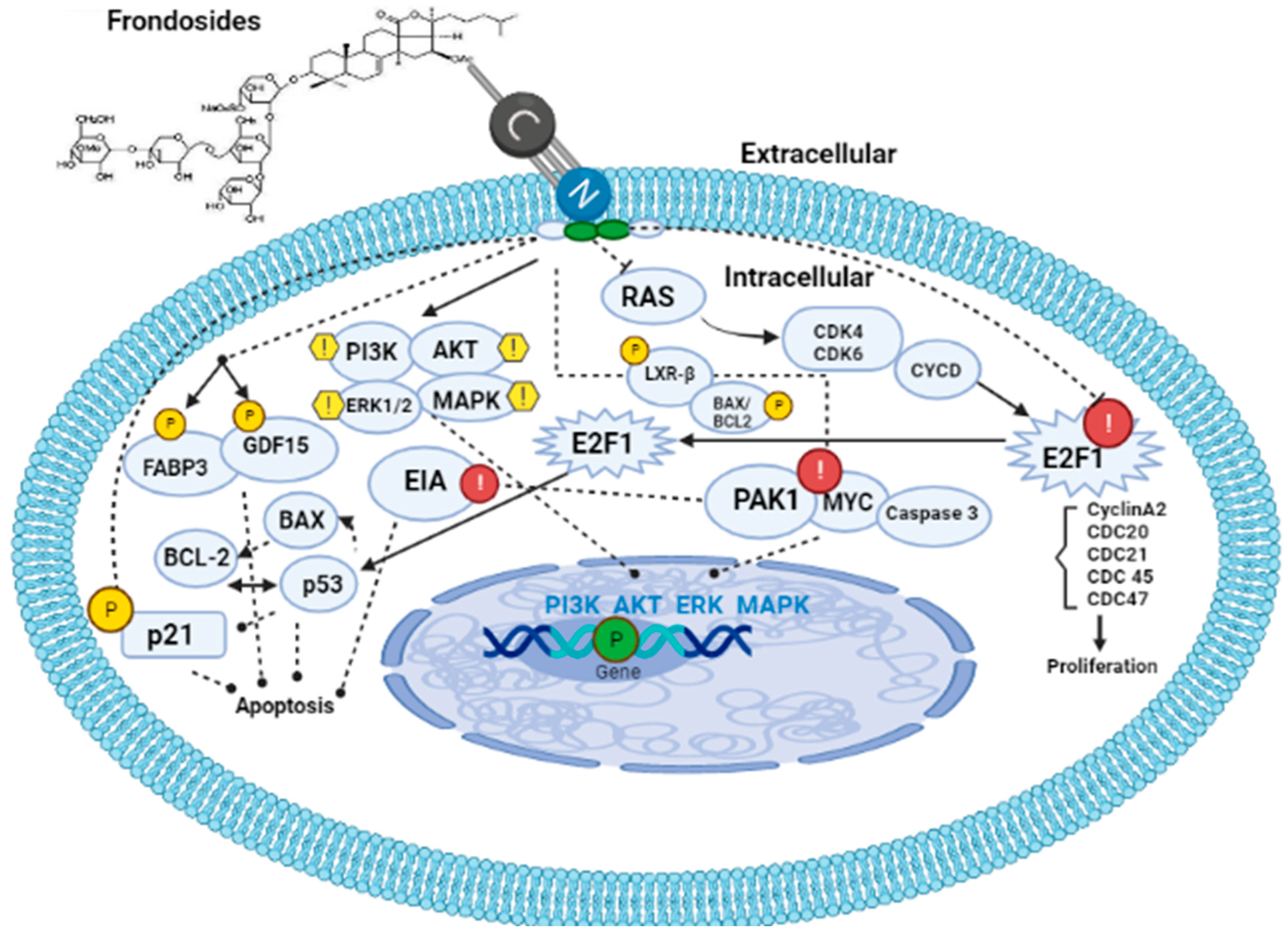 Saponins from Sea Cucumber and Their Biological Activities