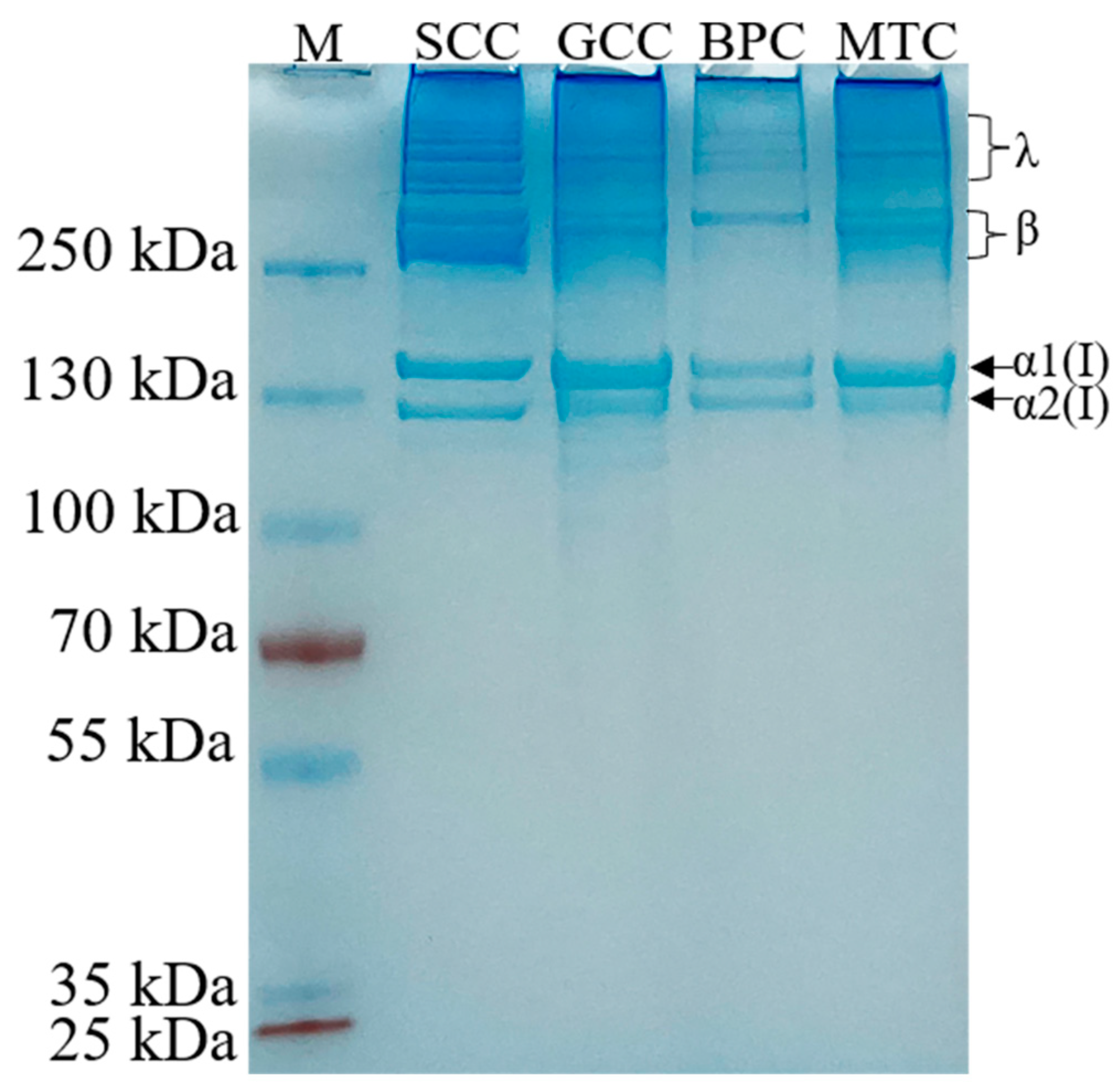 Marine Drugs | Free Full-Text | A Thermostable Type I Collagen