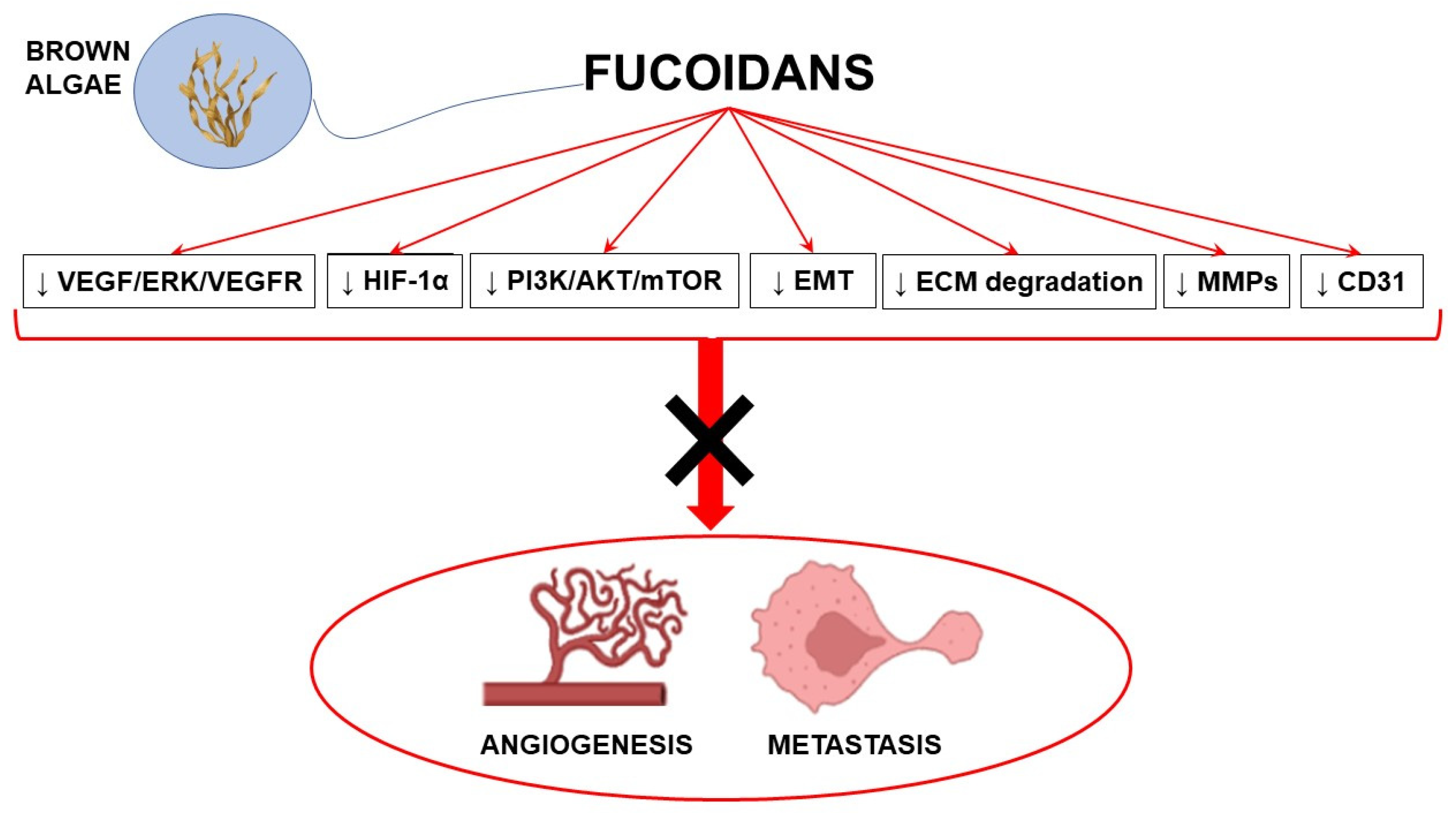 Marine Drugs Free Full Text Ten Years Of Research On Fucoidan And Cancer Focus On Its 7784