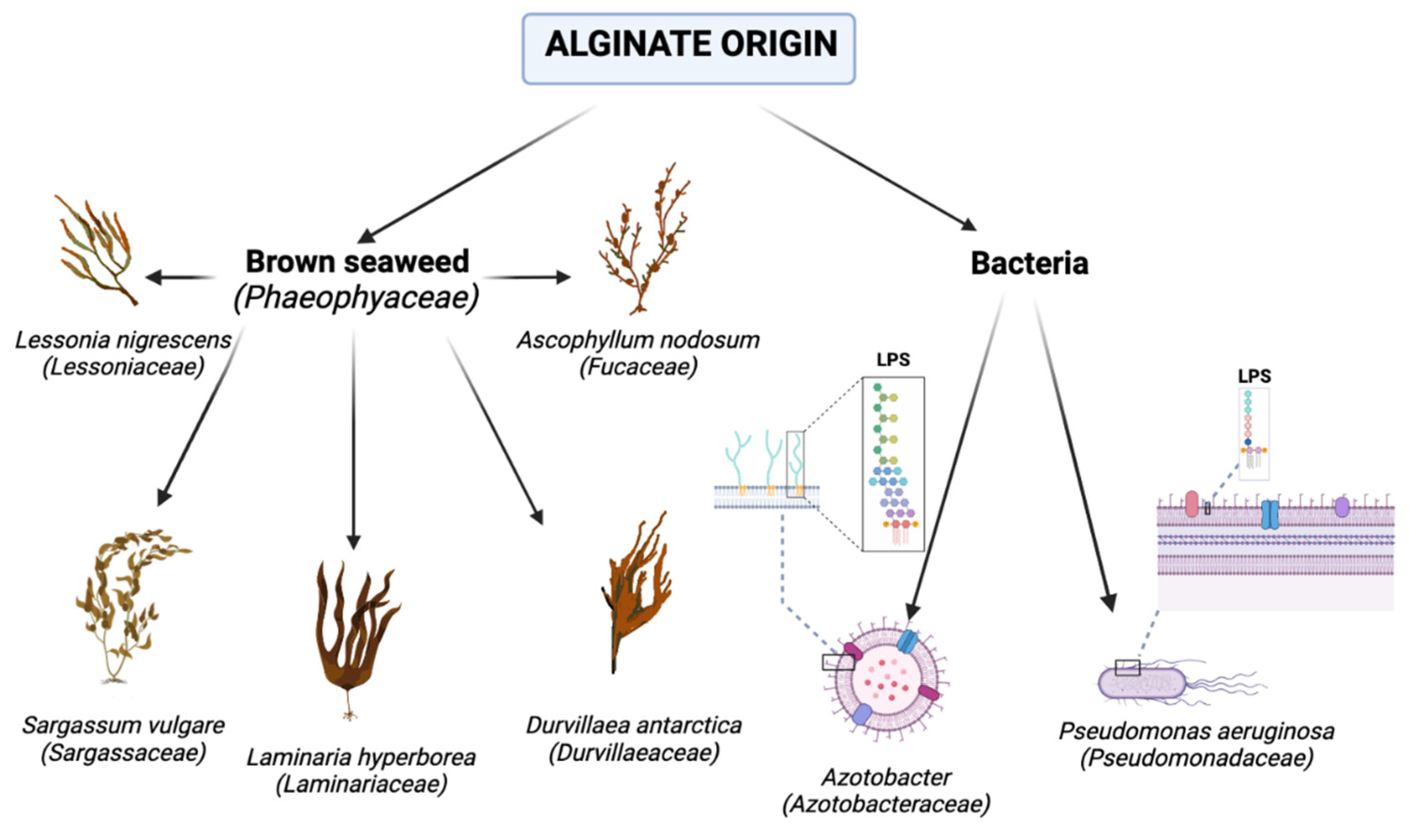 Alginate polysaccharides from Ascophyllum nodosum