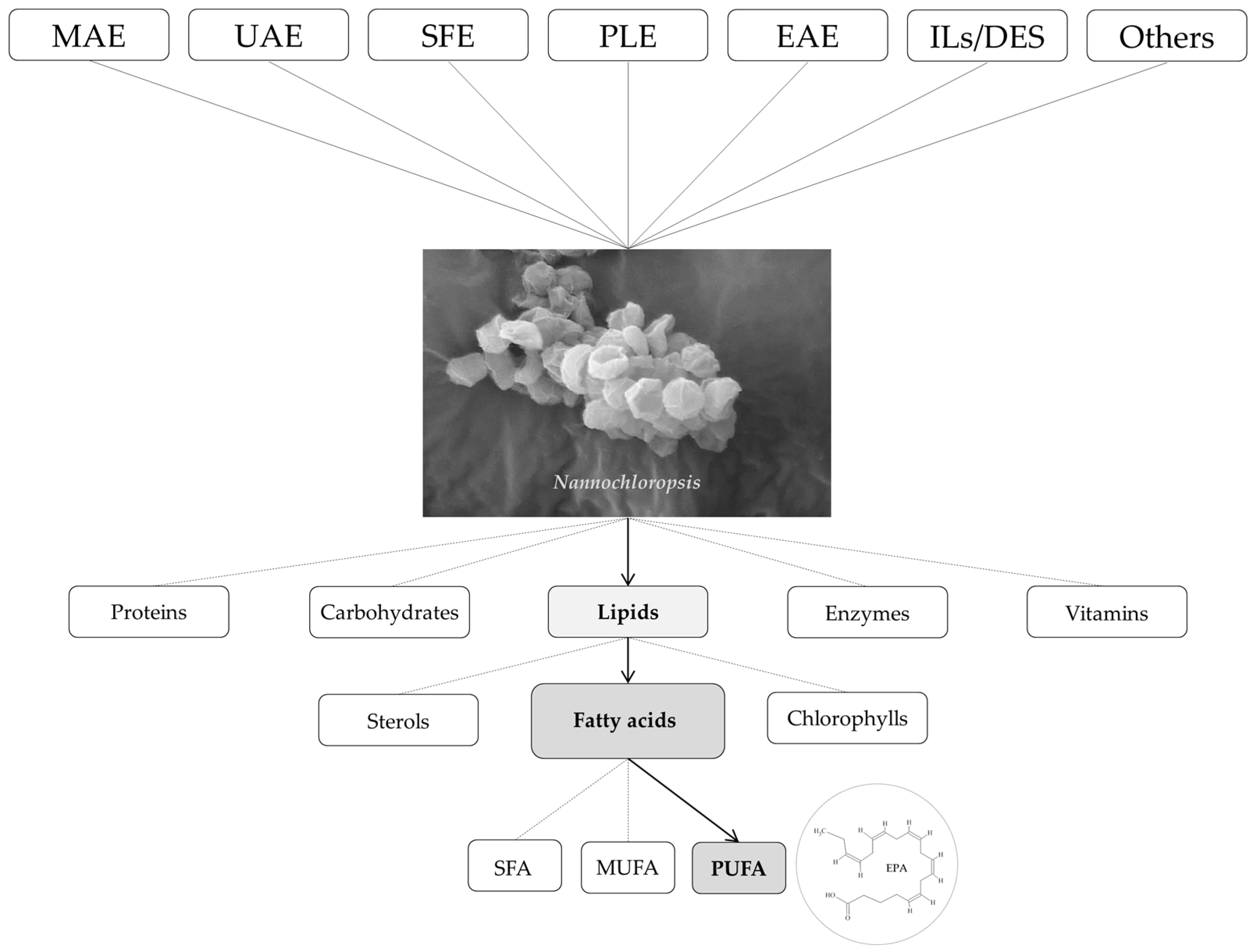 Marinedrugs 21 00365 g001 Marinedrugs 21 00365 g001