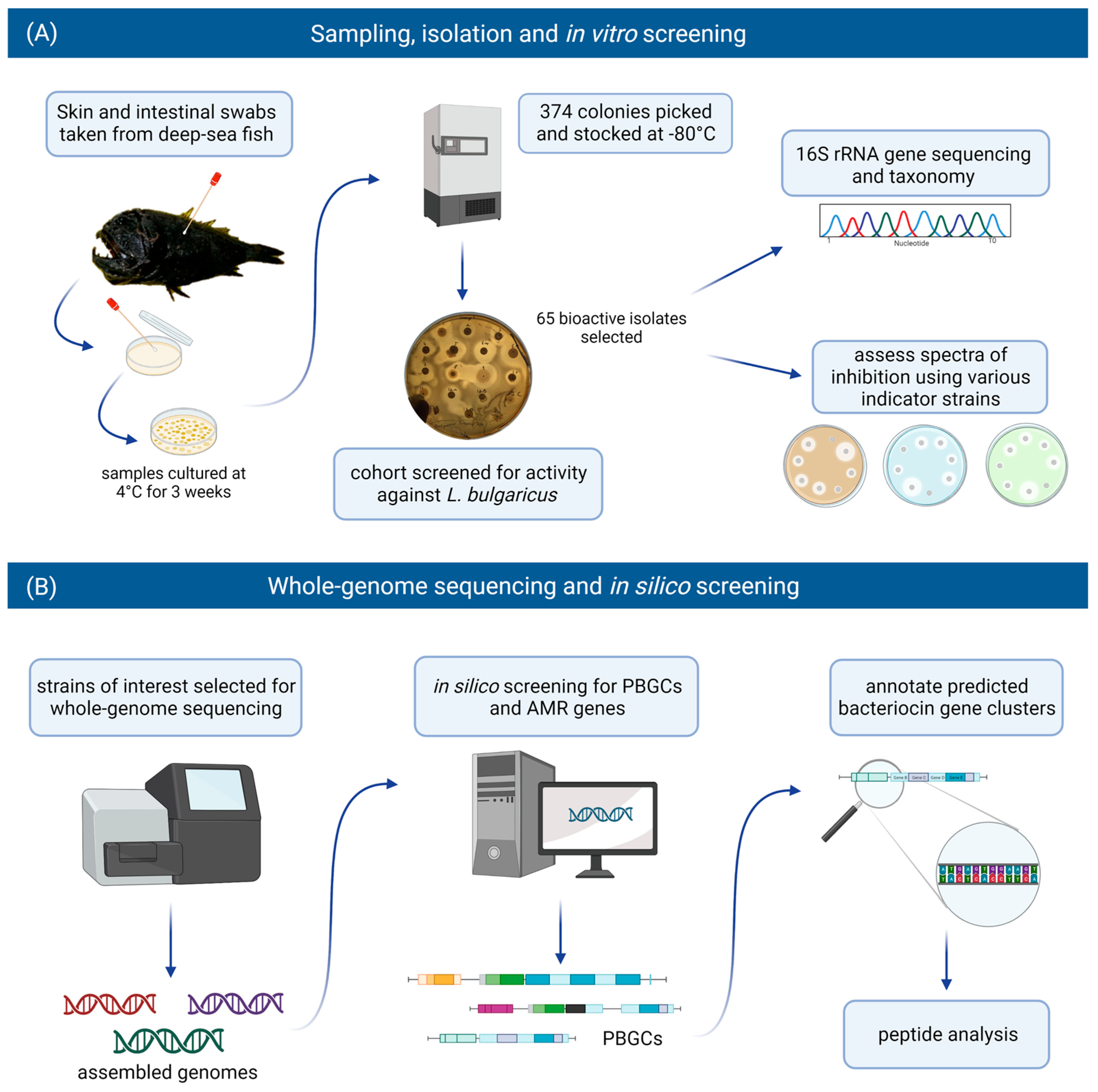 Marine Drugs | Free Full-Text | Bioactivity Screening and Genomic Analysis  Reveals Deep-Sea Fish Microbiome Isolates as Sources of Novel Antimicrobials