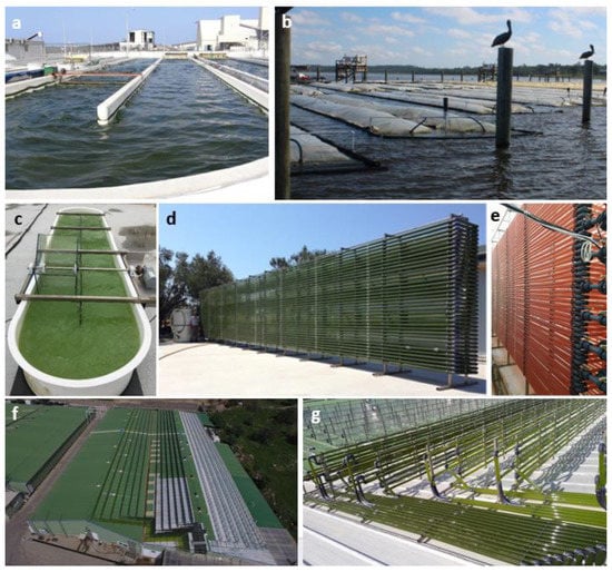 Marine Drugs | Free Full-Text | Overview and Challenges of Large-Scale  Cultivation of Photosynthetic Microalgae and Cyanobacteria