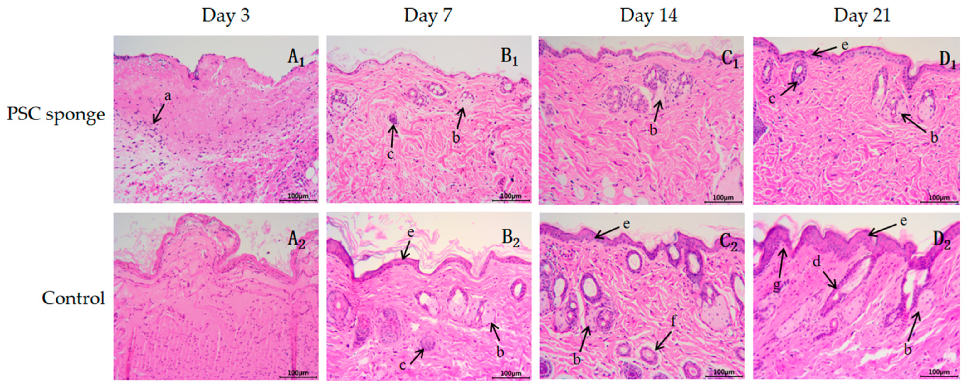 Marinedrugs 21 00525 g006