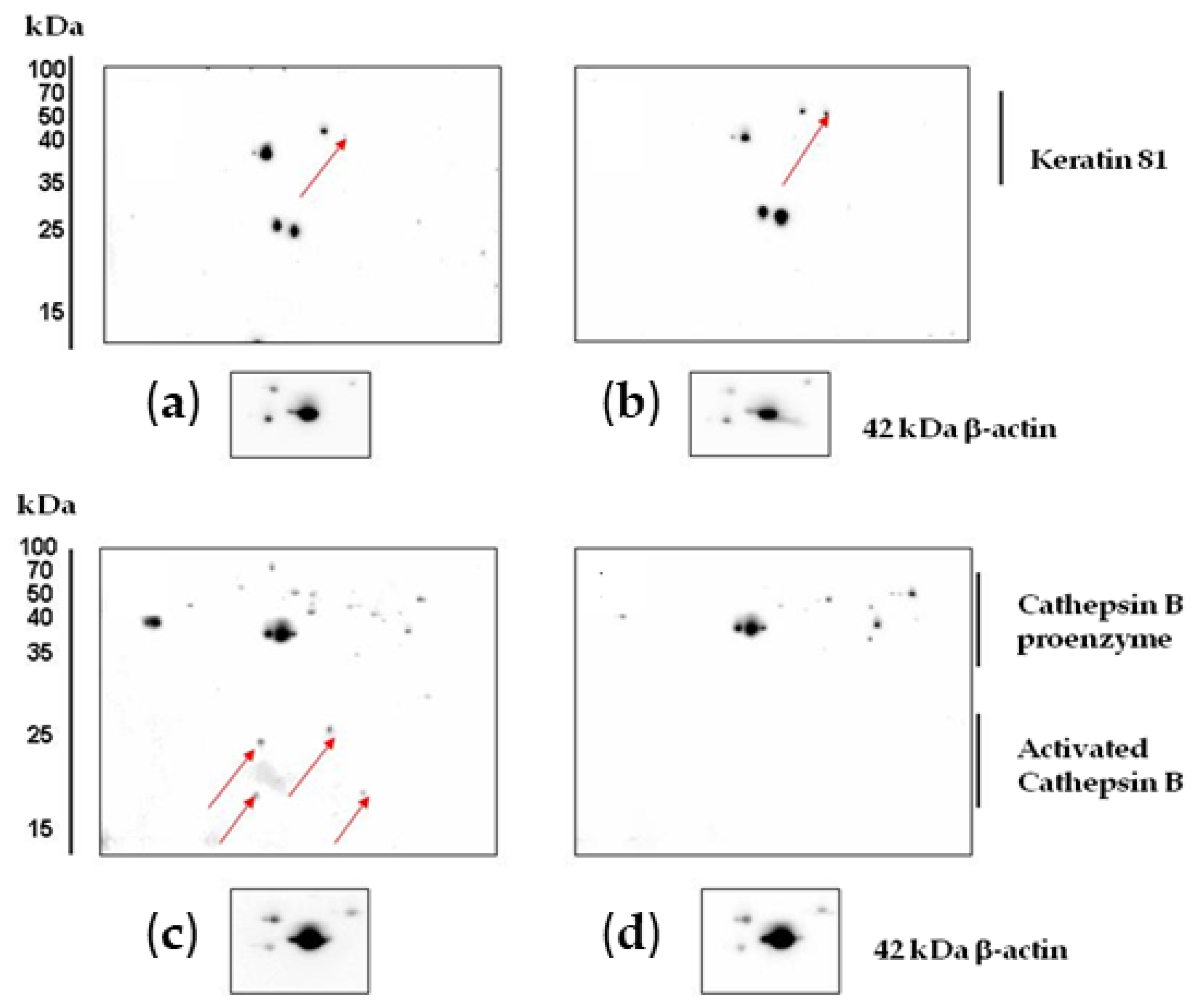 Marinedrugs 22 00020 g007