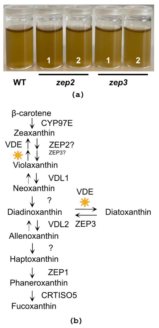 Marine Drugs | Free Full-Text | Zeaxanthin epoxidase 3 Knockout 