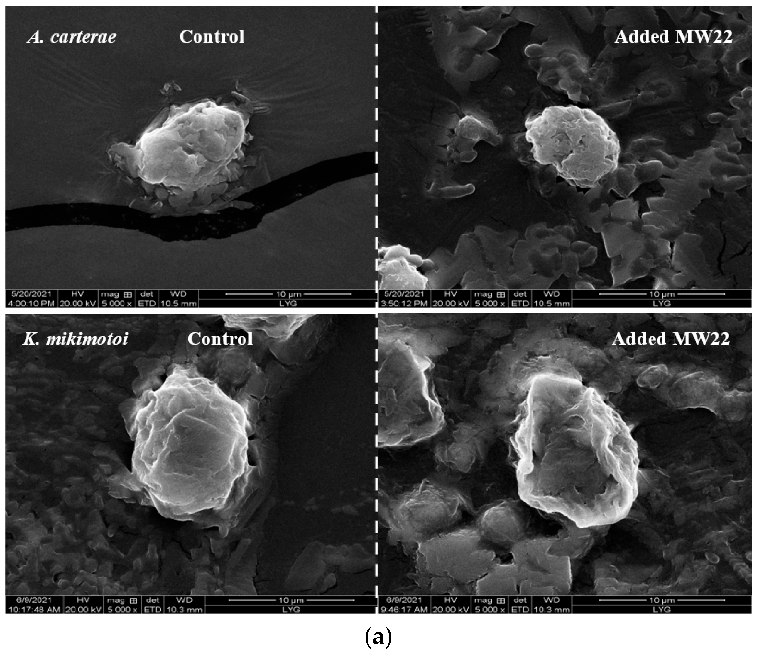 Marinedrugs 22 00279 g005a Marinedrugs 22 00279 g005a