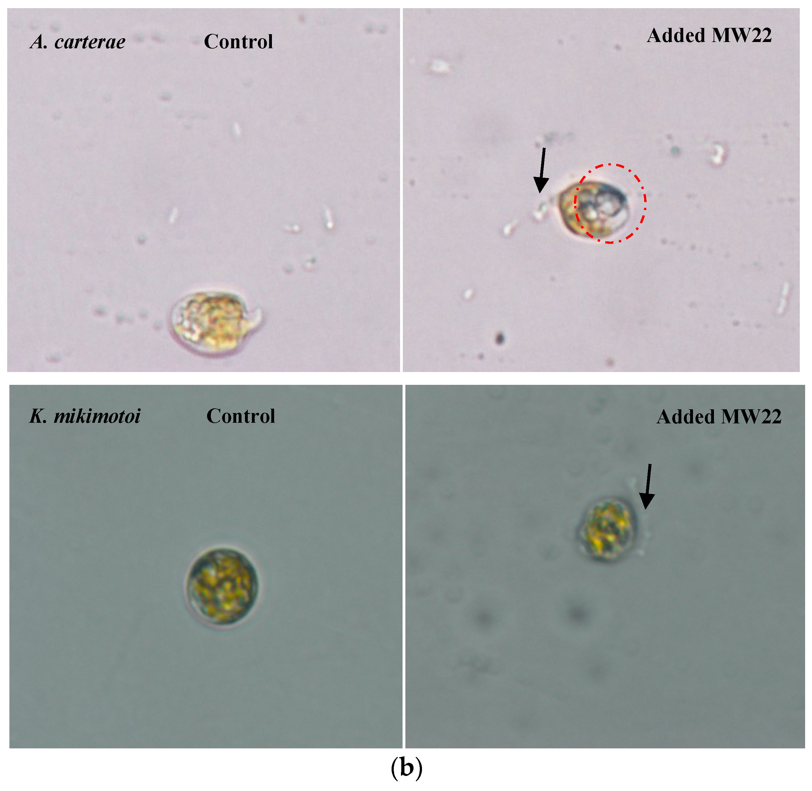 Marinedrugs 22 00279 g005b Marinedrugs 22 00279 g005b