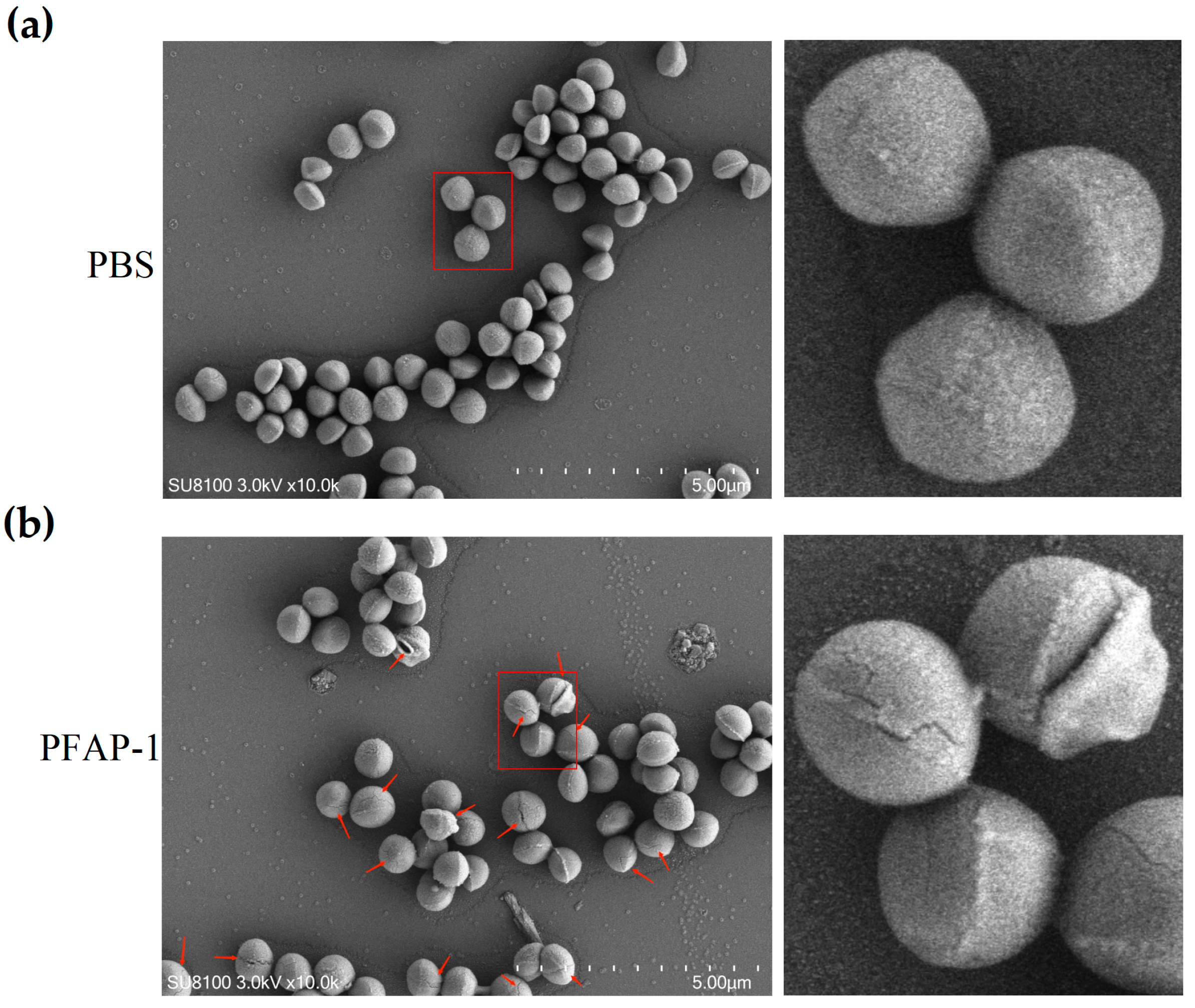 Marinedrugs 22 00345 g008