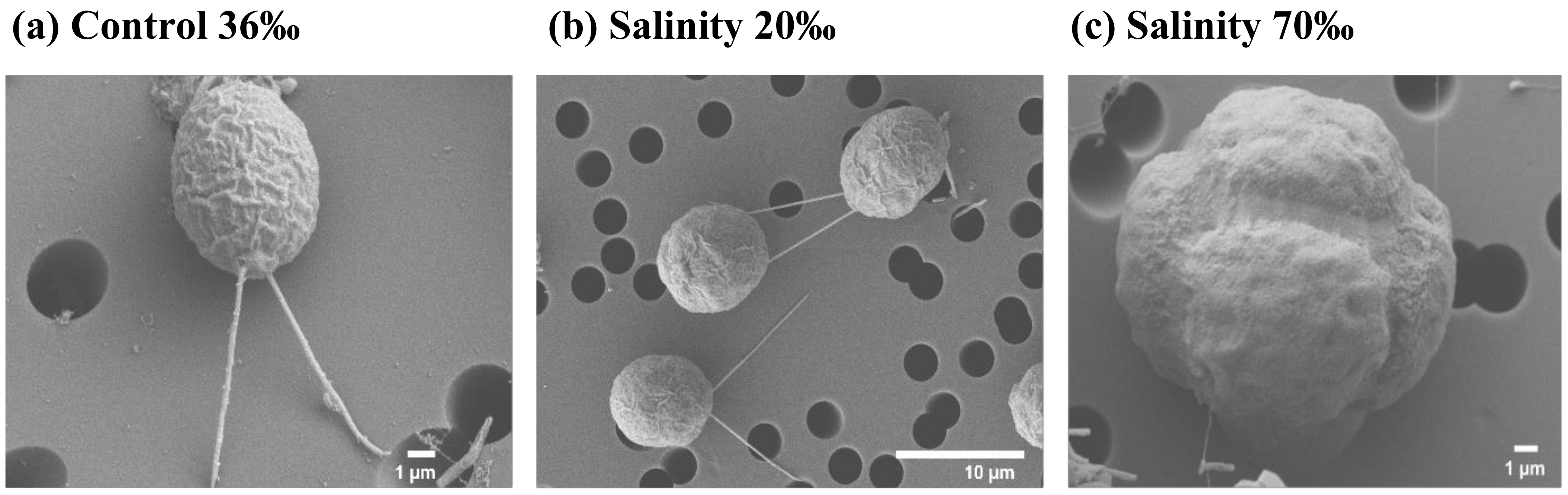 Marinedrugs 22 00351 g002