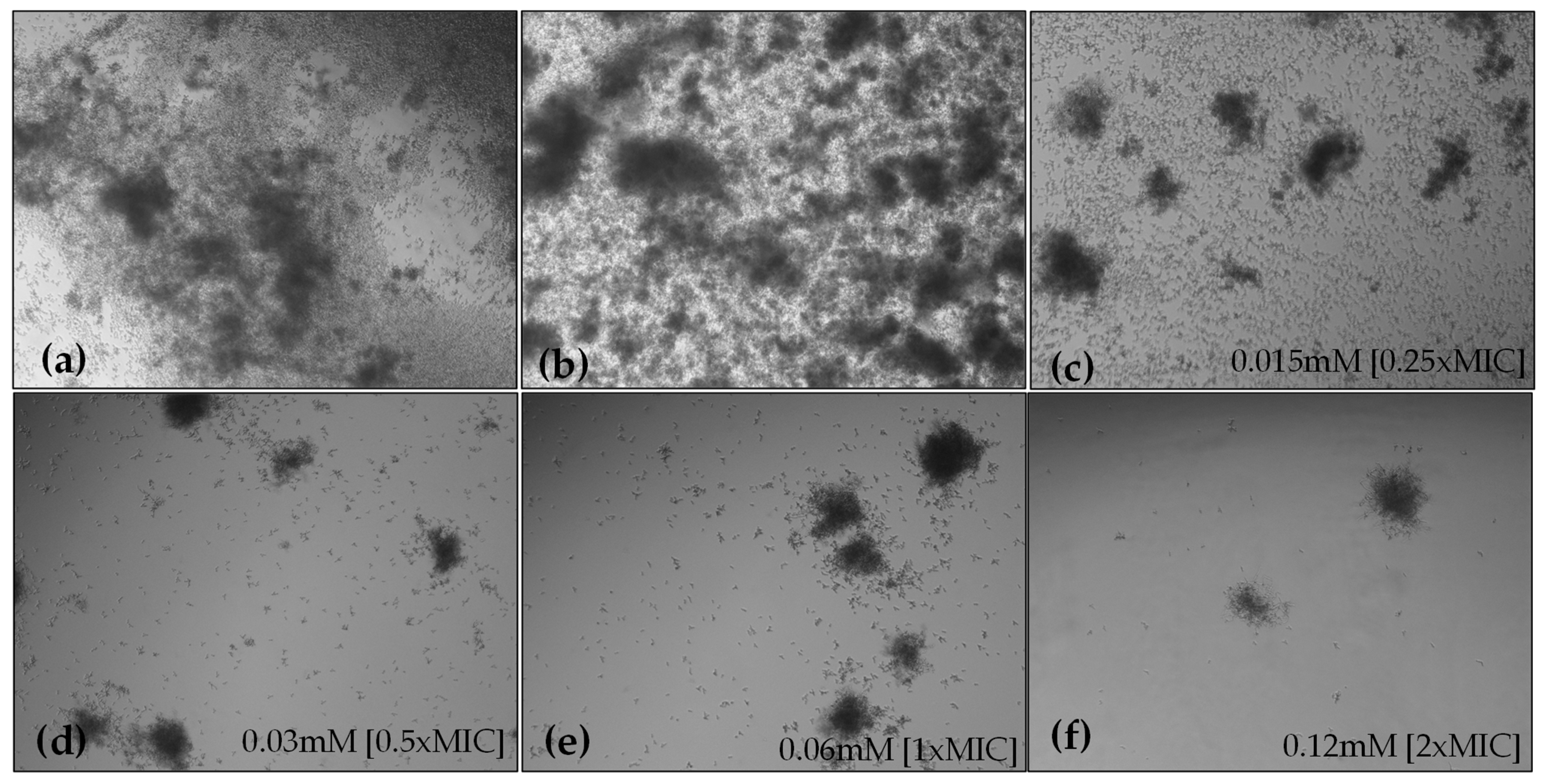 Marinedrugs 22 00380 g005