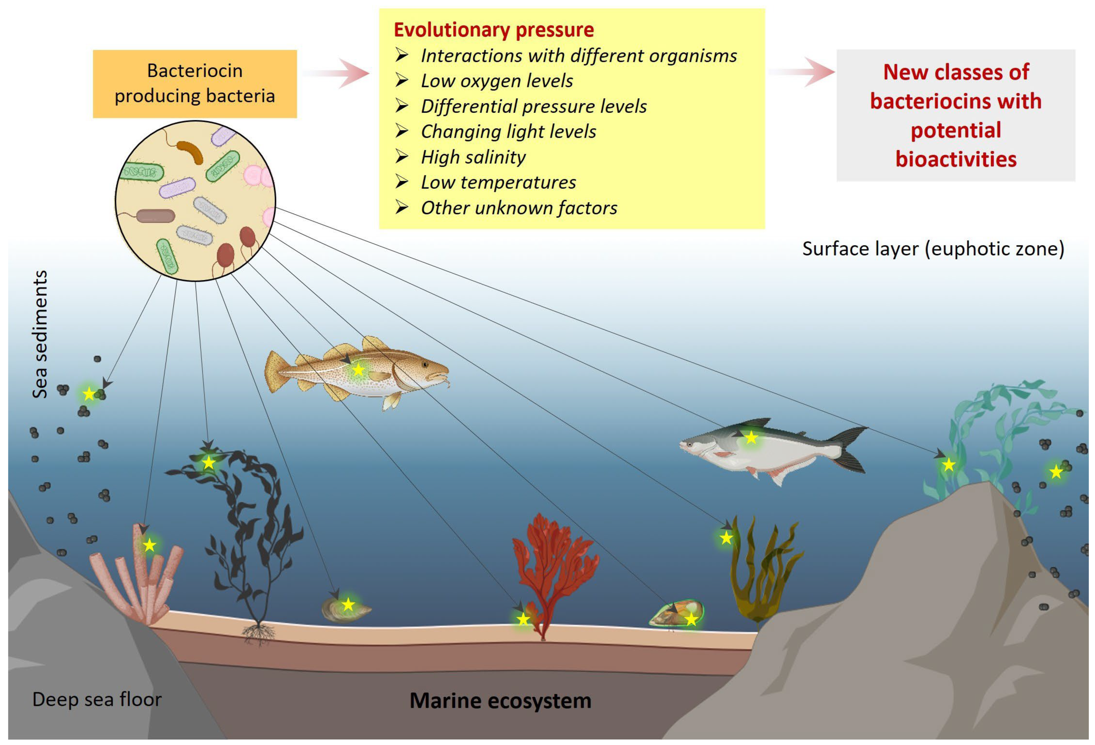 Marinedrugs 22 00388 g006