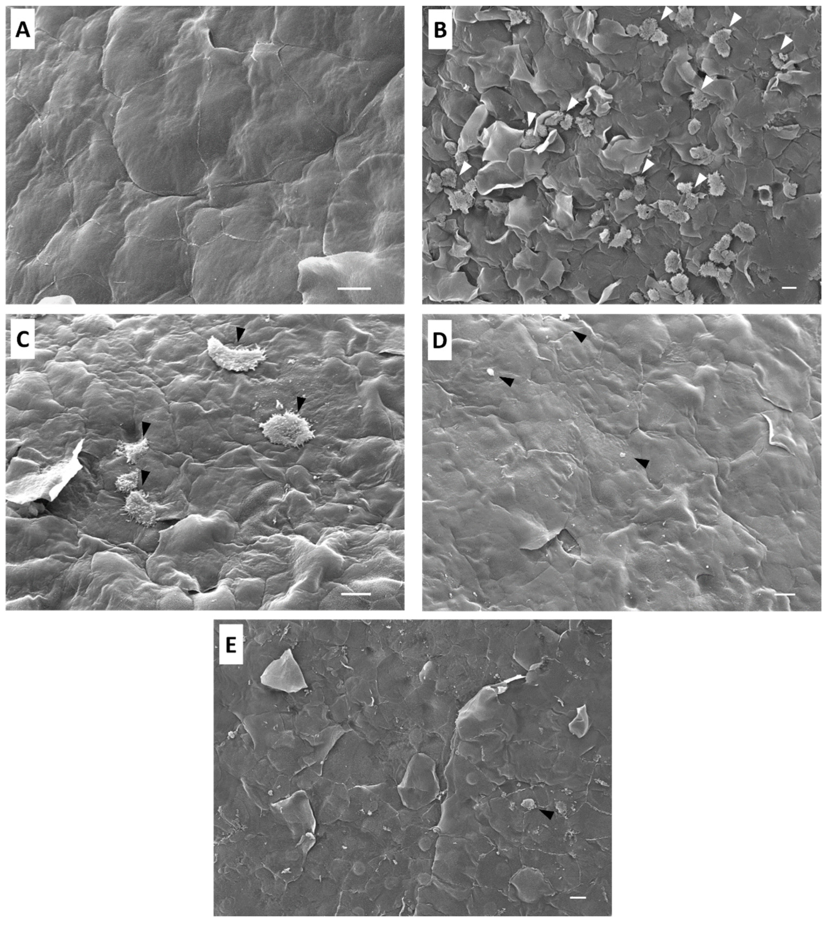 Marinedrugs 22 00423 g003