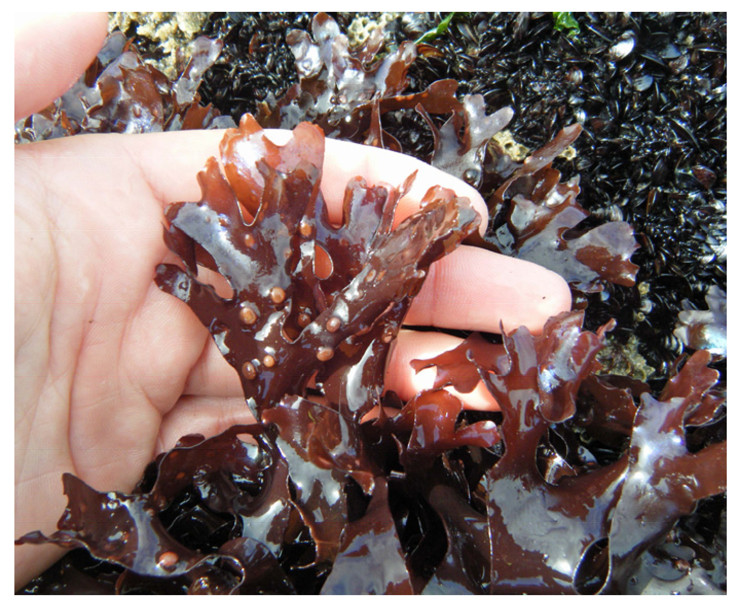 Marinedrugs 22 00432 g002 Marinedrugs 22 00432 g002