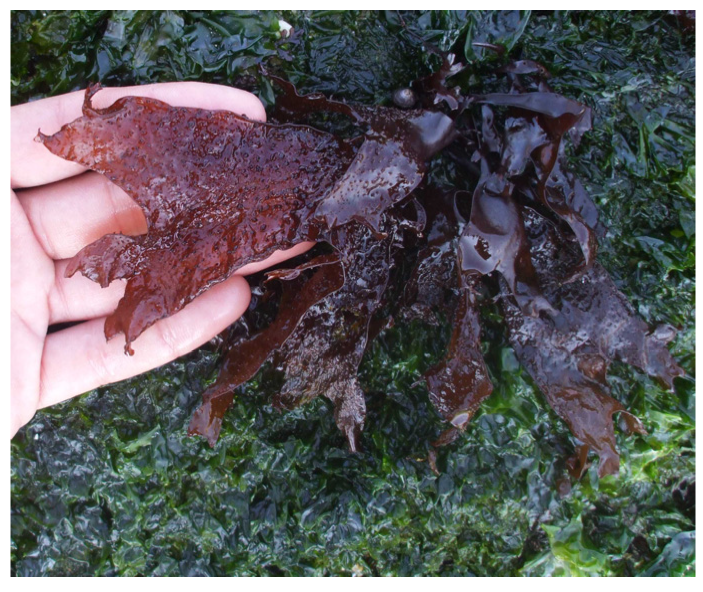 Marinedrugs 22 00432 g003 Marinedrugs 22 00432 g003