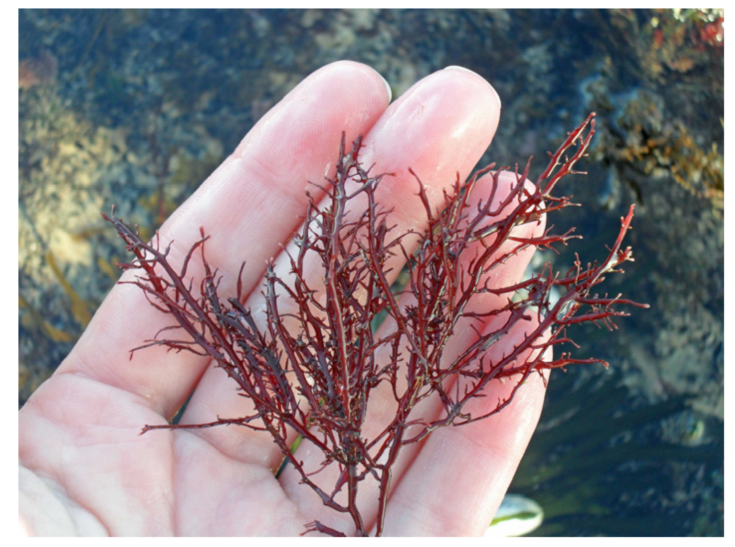 Marinedrugs 22 00432 g005 Marinedrugs 22 00432 g005