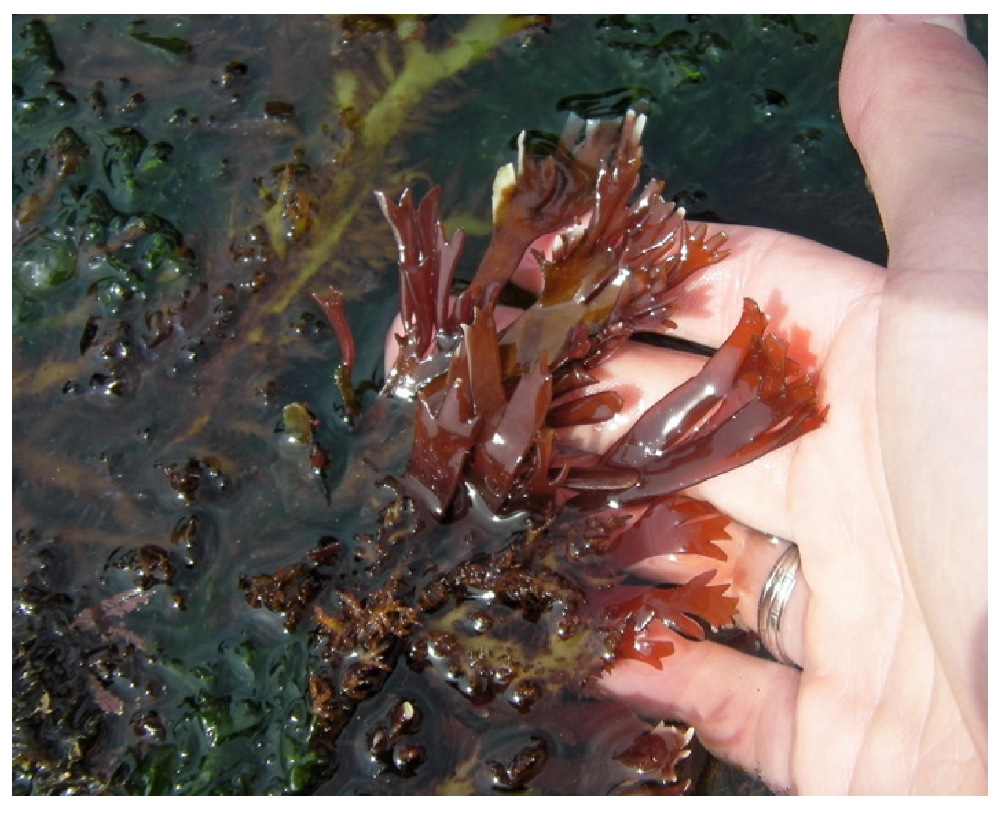 Marinedrugs 22 00432 g006 Marinedrugs 22 00432 g006