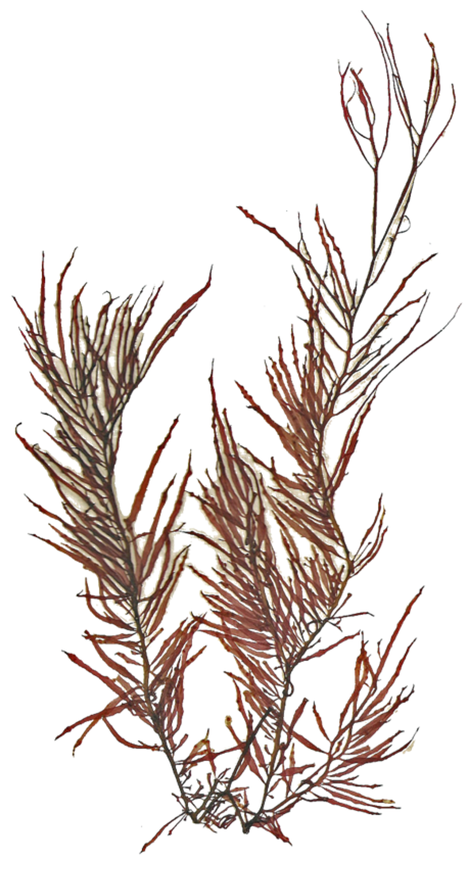 Marinedrugs 22 00432 g007 Marinedrugs 22 00432 g007