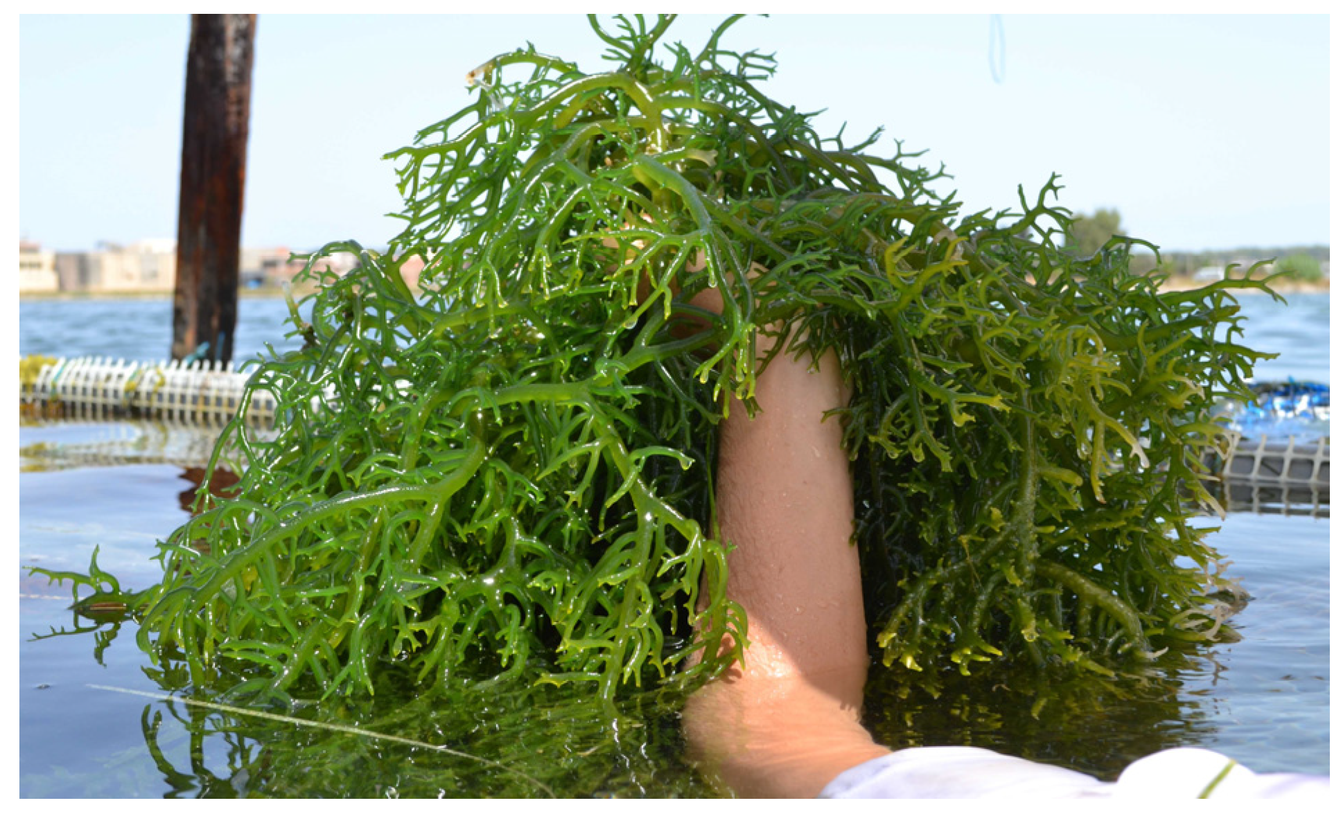 Marinedrugs 22 00432 g008 Marinedrugs 22 00432 g008