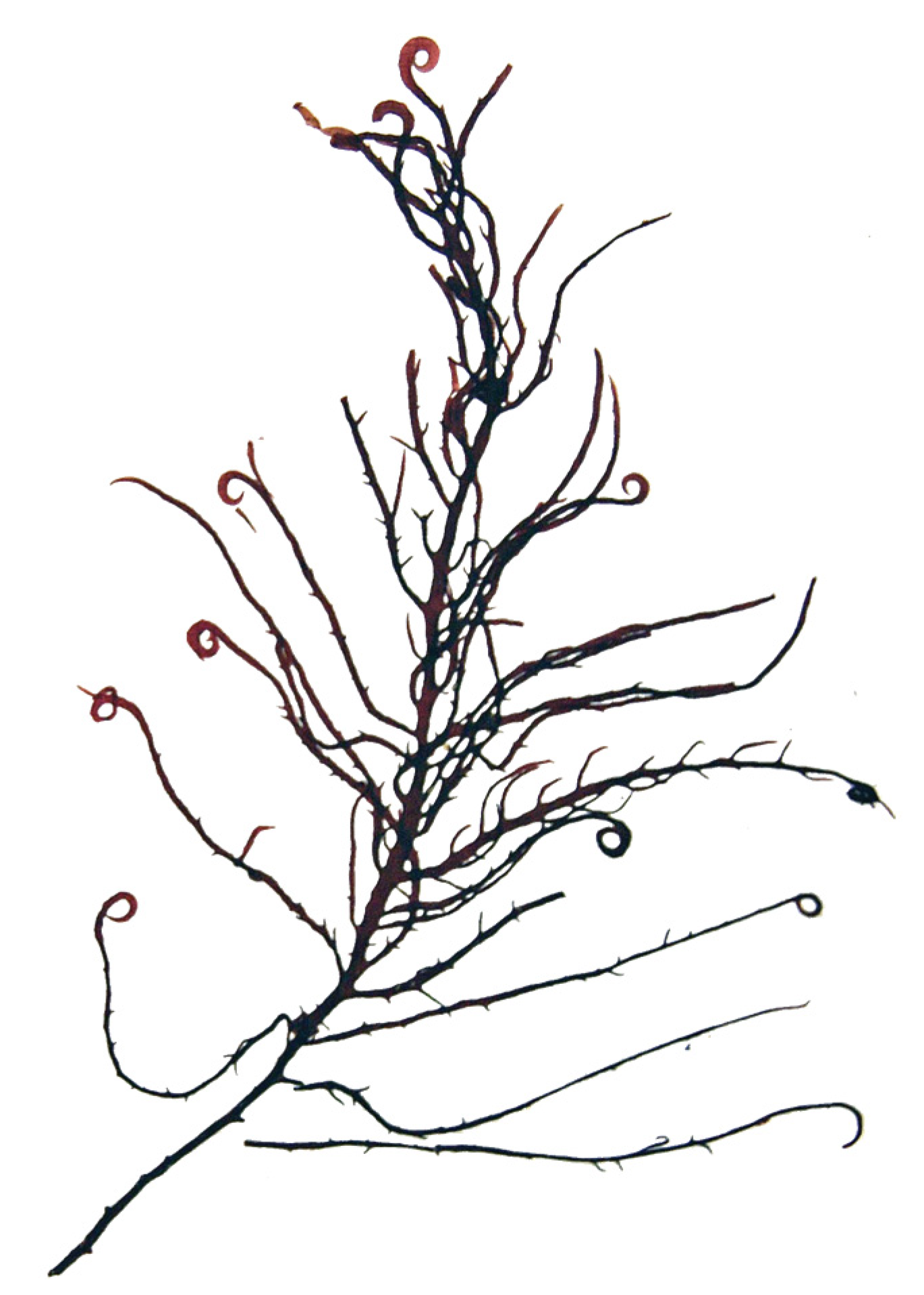 Marinedrugs 22 00432 g009 Marinedrugs 22 00432 g009