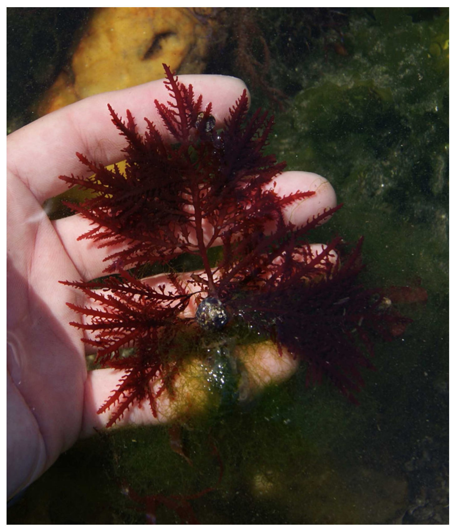 Marinedrugs 22 00432 g010 Marinedrugs 22 00432 g010