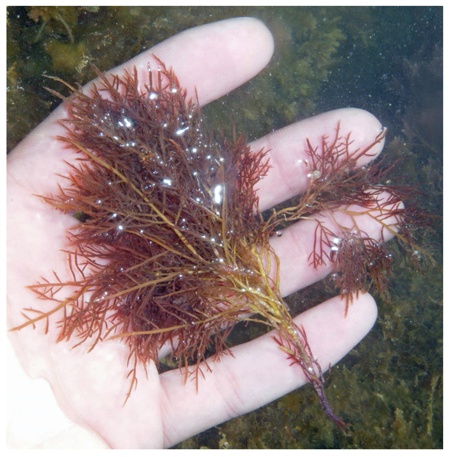 Marinedrugs 22 00432 g011 Marinedrugs 22 00432 g011