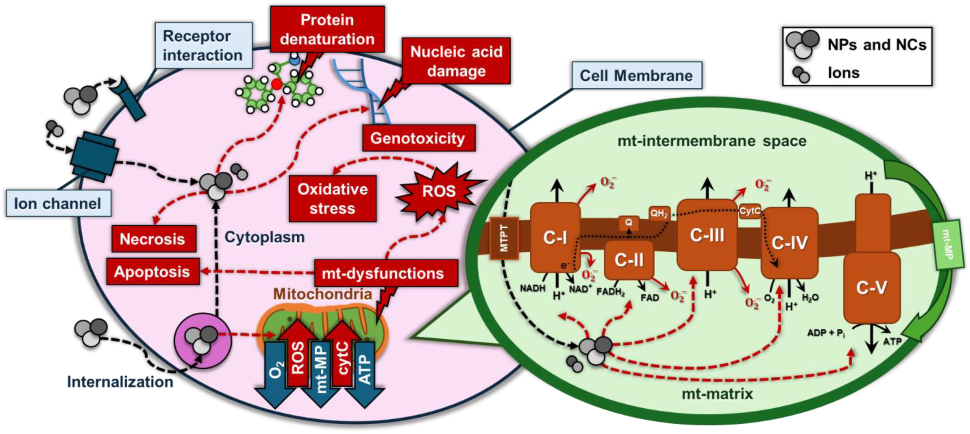 Marinedrugs 22 00549 g006