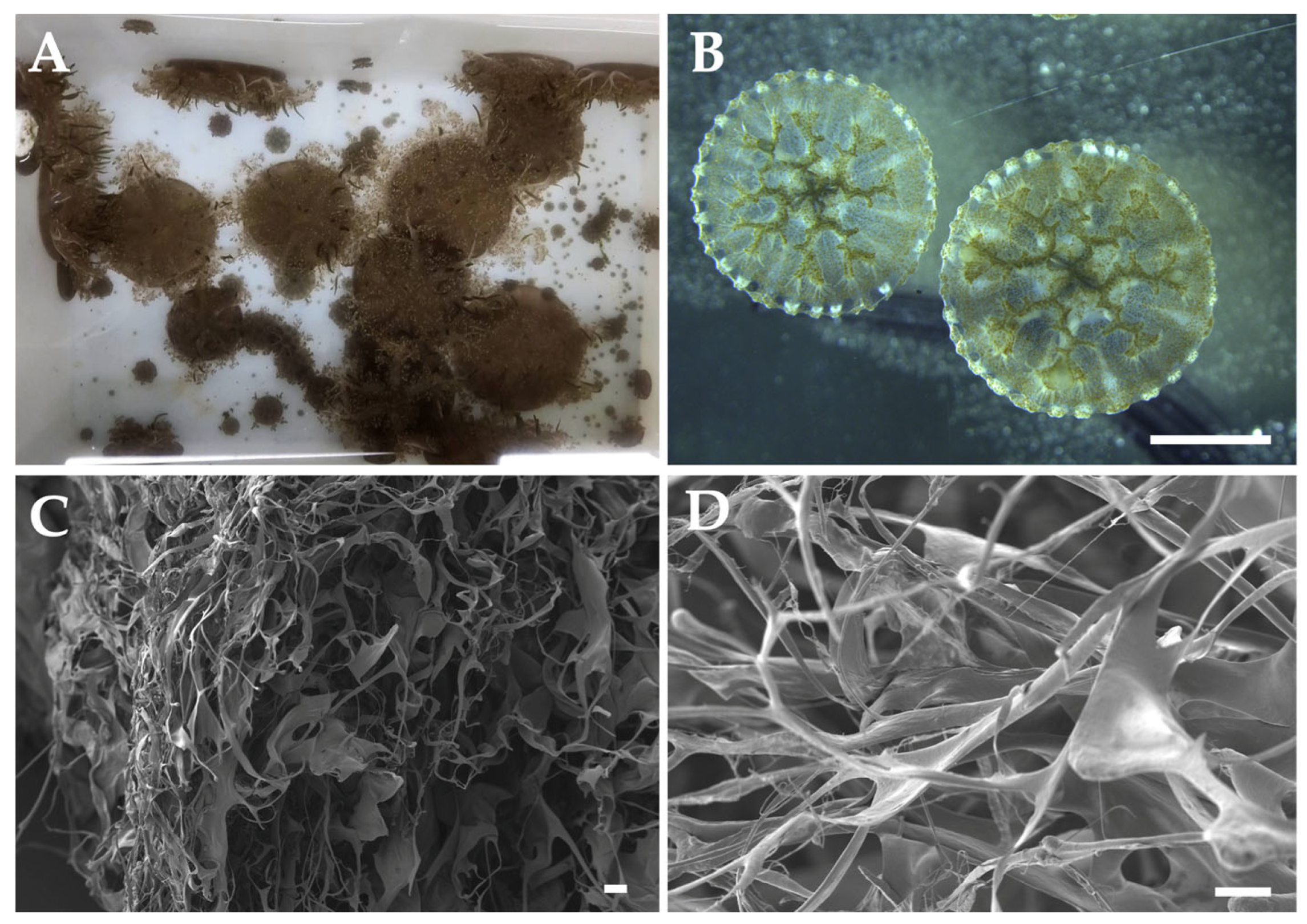 Marinedrugs 23 00200 g005