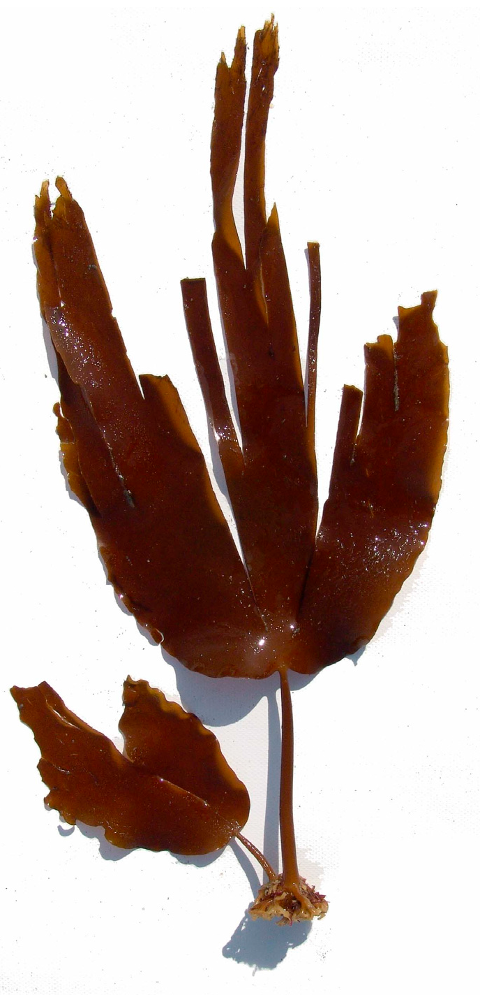 Marinedrugs 23 00412 g002 Marinedrugs 23 00412 g002