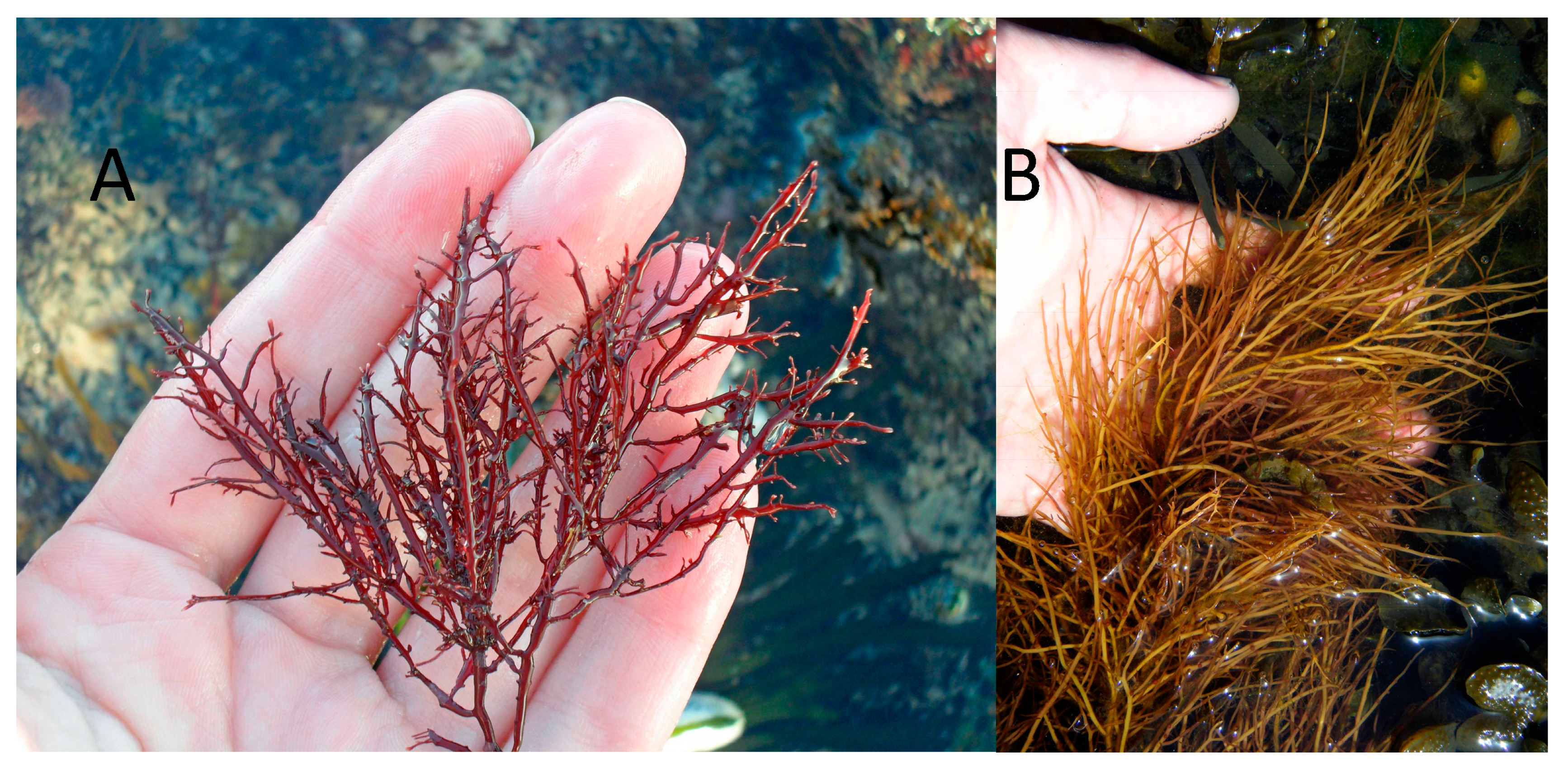 Marinedrugs 23 00412 g004 Marinedrugs 23 00412 g004