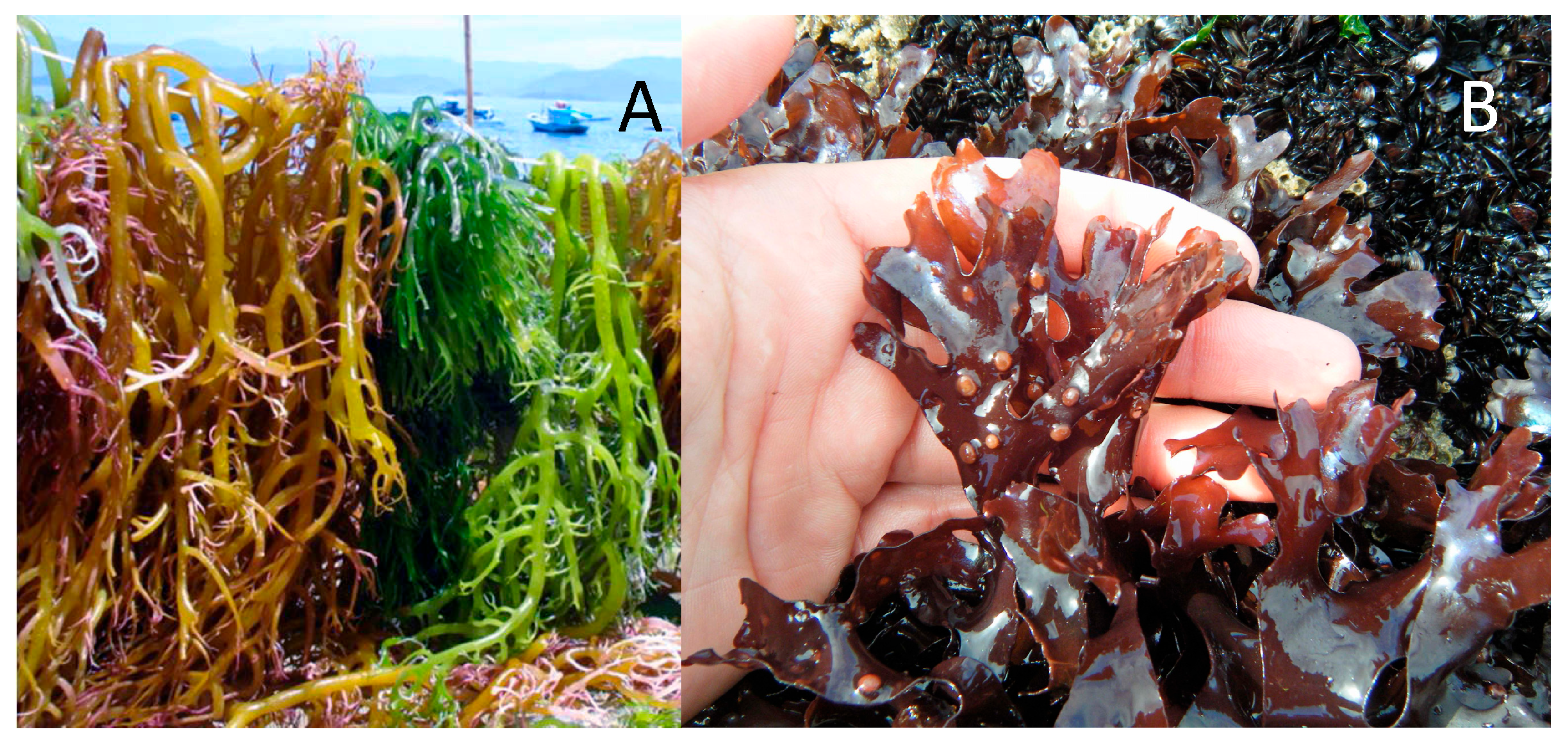 Marinedrugs 23 00412 g006 Marinedrugs 23 00412 g006