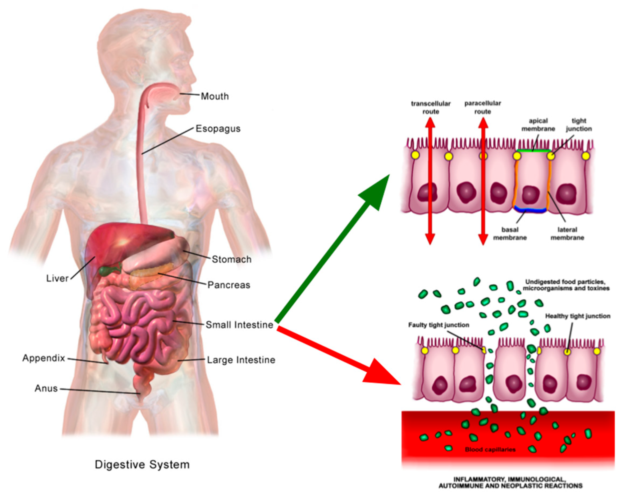 Marinedrugs 23 00412 g007 Marinedrugs 23 00412 g007