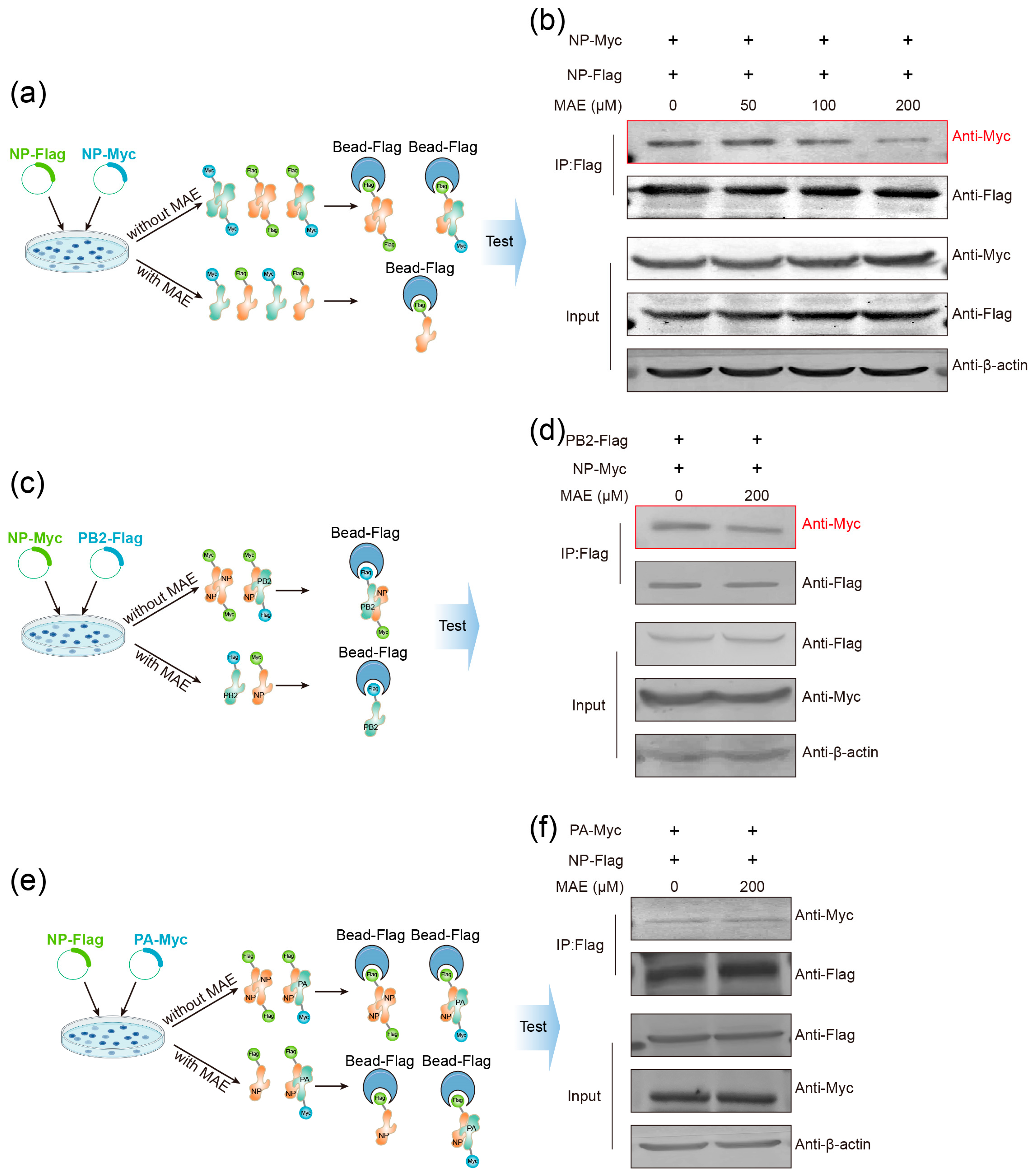 Marinedrugs 23 00413 g005 Marinedrugs 23 00413 g005