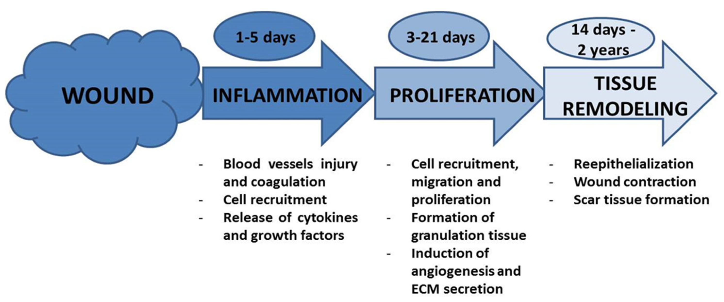 Wound 3 формы. 3 Phases of secretion. Finding main idea procedure.