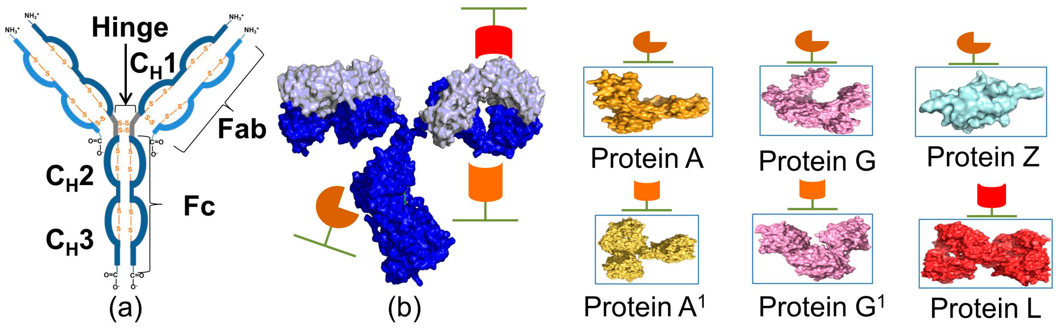 Materials | Free Full-Text | Fc-Binding Ligands of Immunoglobulin G: An  Overview of High Affinity Proteins and Peptides