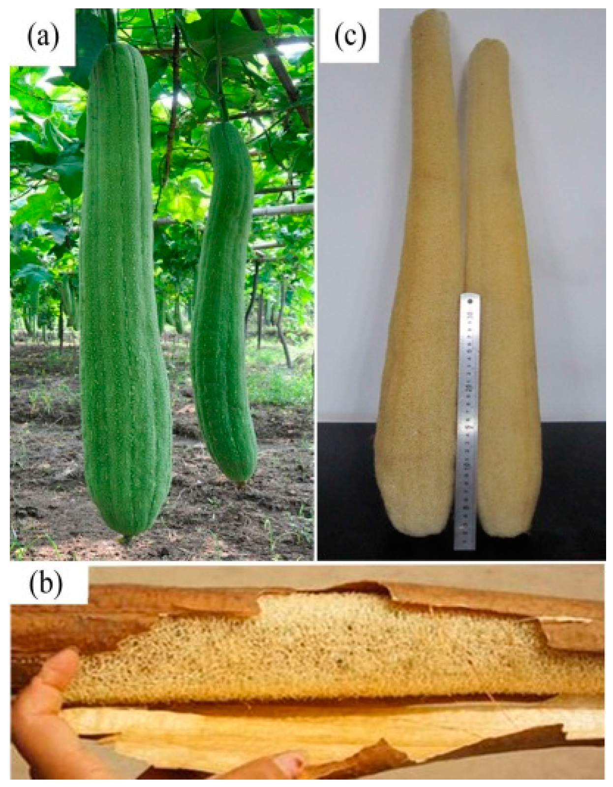 Materials | Free Full-Text | In-Depth Analysis of the Structure and  Properties of Two Varieties of Natural Luffa Sponge Fibers