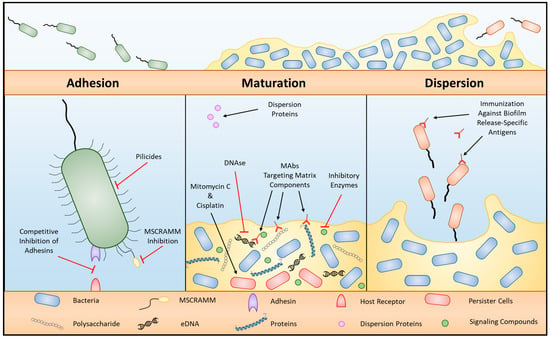 Materials | Free Full-Text | Phenotypic Variation During Biofilm ...