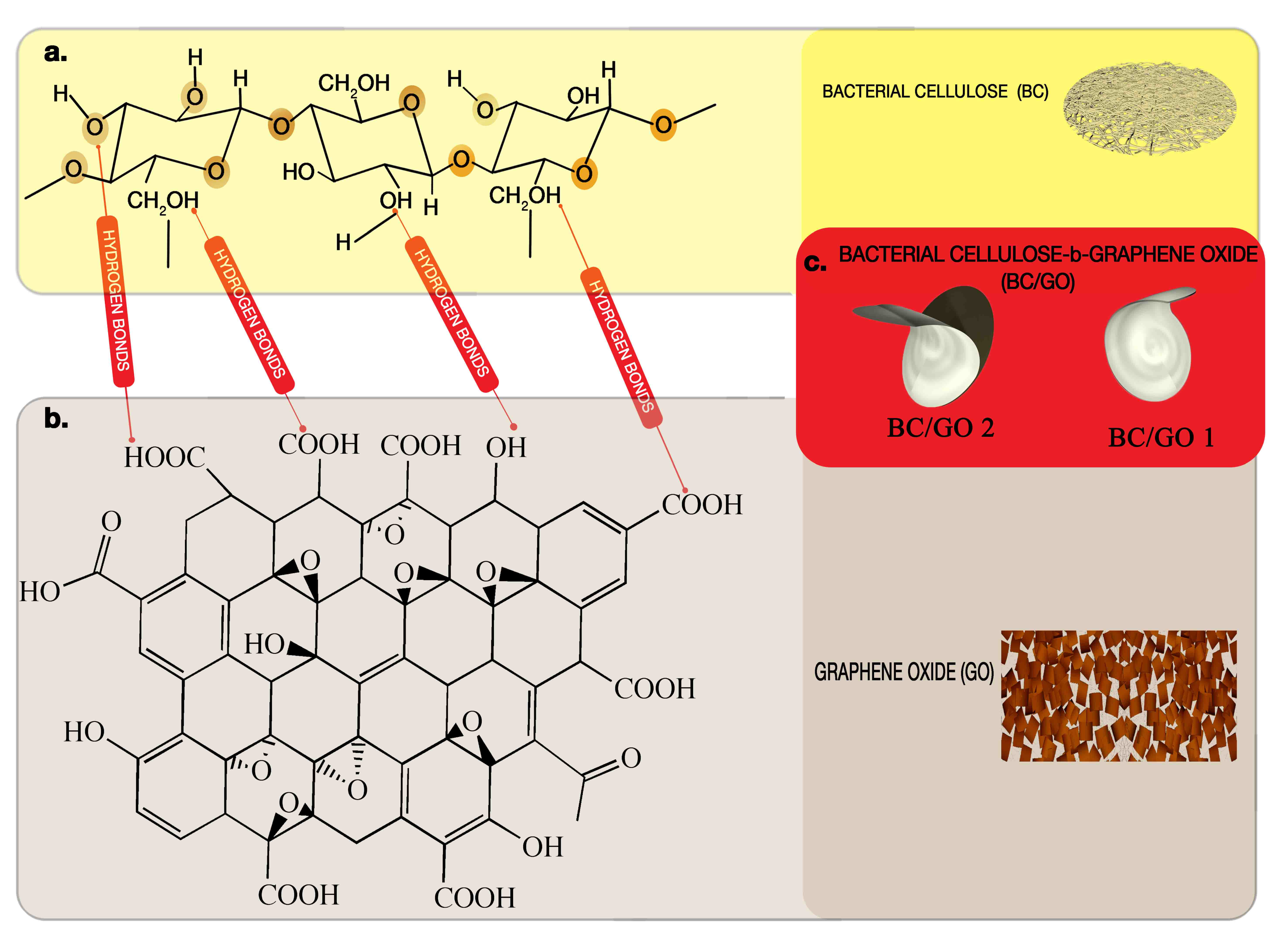 Целлюлоза аминокислоты. Bacterial Cellulose. Producers of bacterial Cellulose. Synthesis of Cellulose. Cellulose structure.