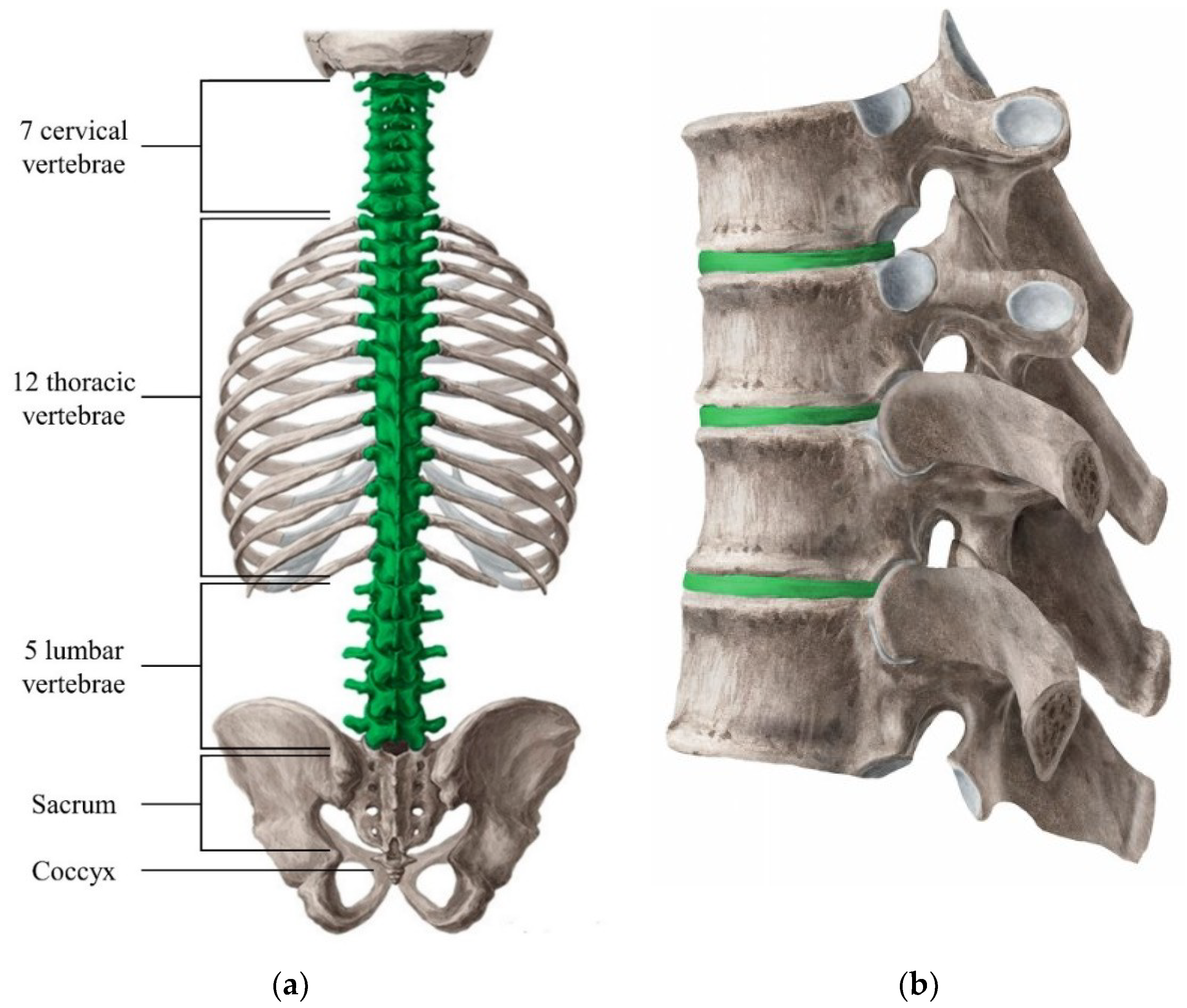 lumbar vertebrae diagram